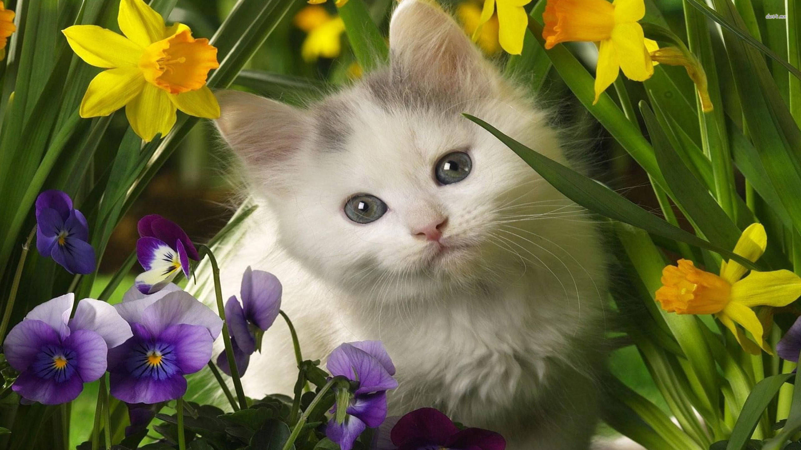 Cat Mweusi Mzuri wa Spring Picha ya Ukuta