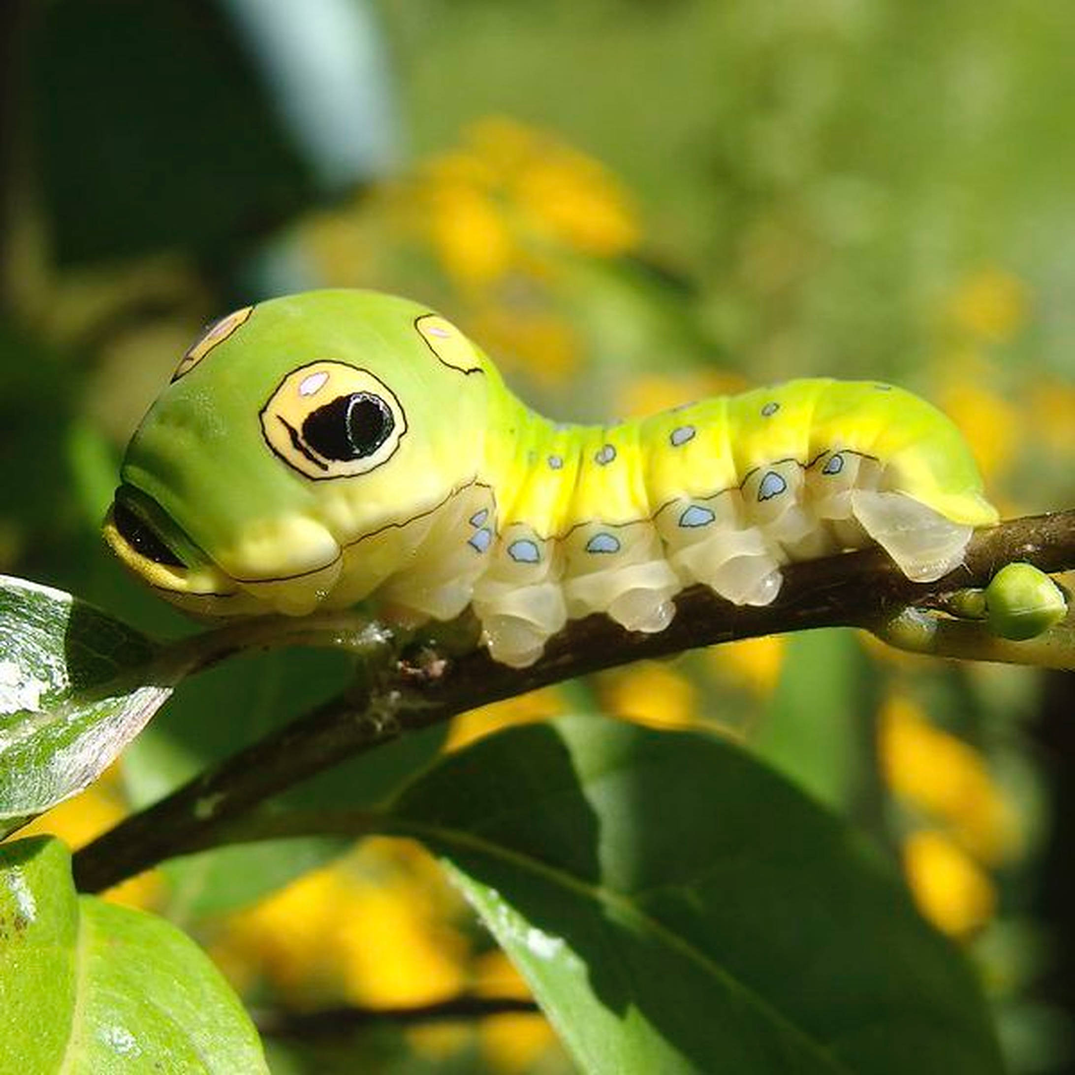 Caterpillar Insect Big Head Picha ya Ukuta