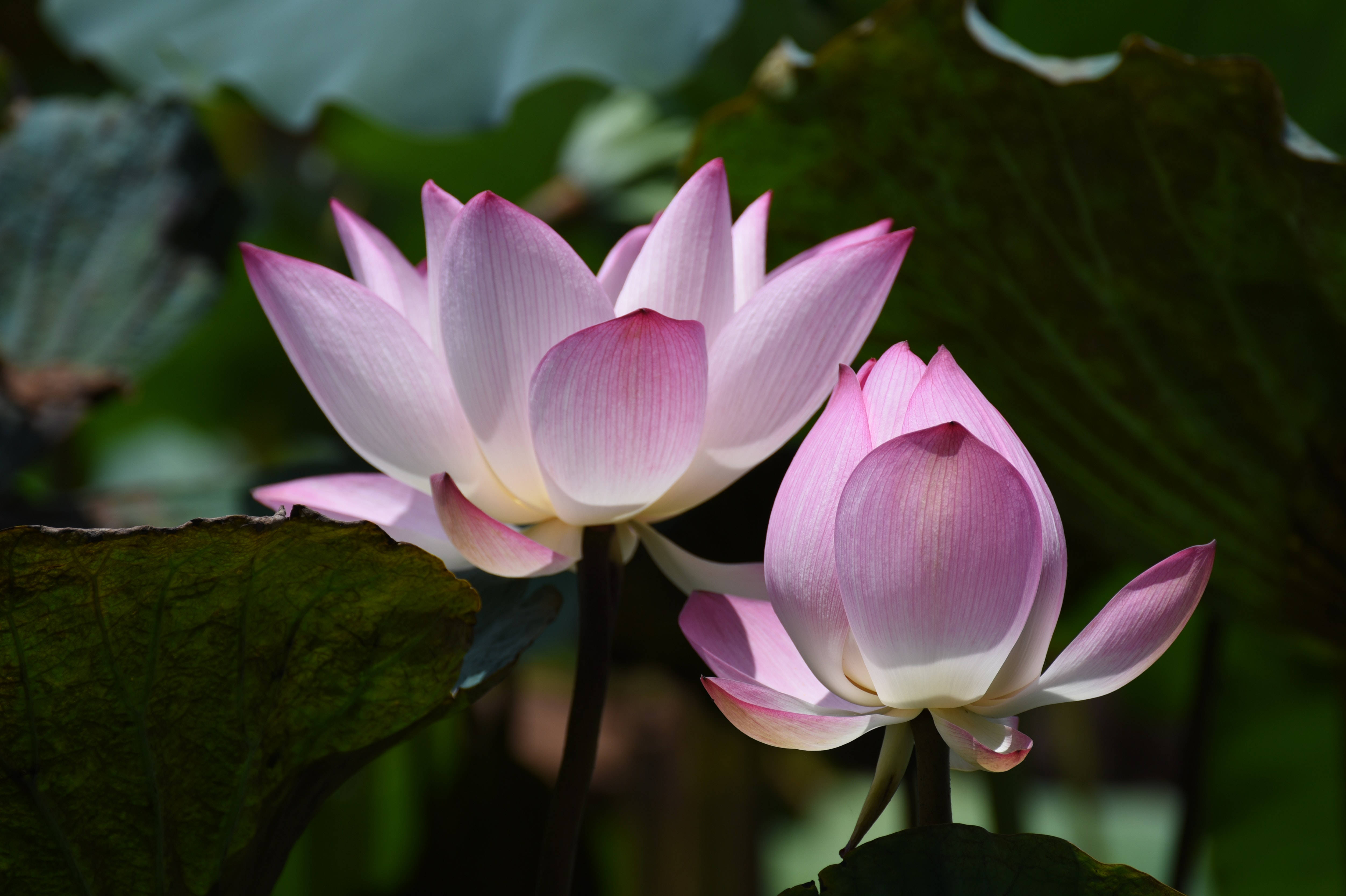 Chawan Basu Maua ya Lotus Picha ya Ukuta