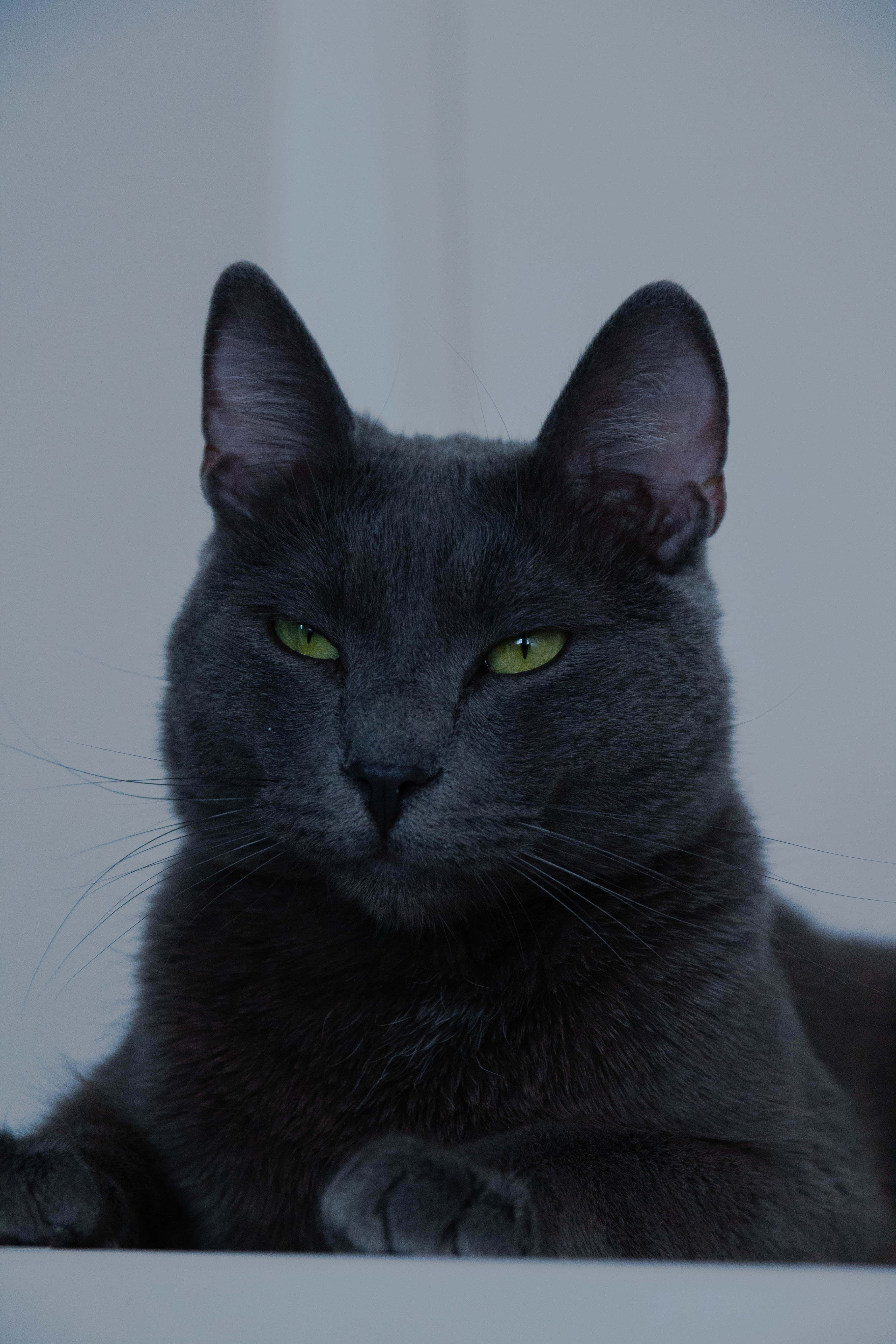 Check out this cute Russian Blue Cat! Picha ya Ukuta