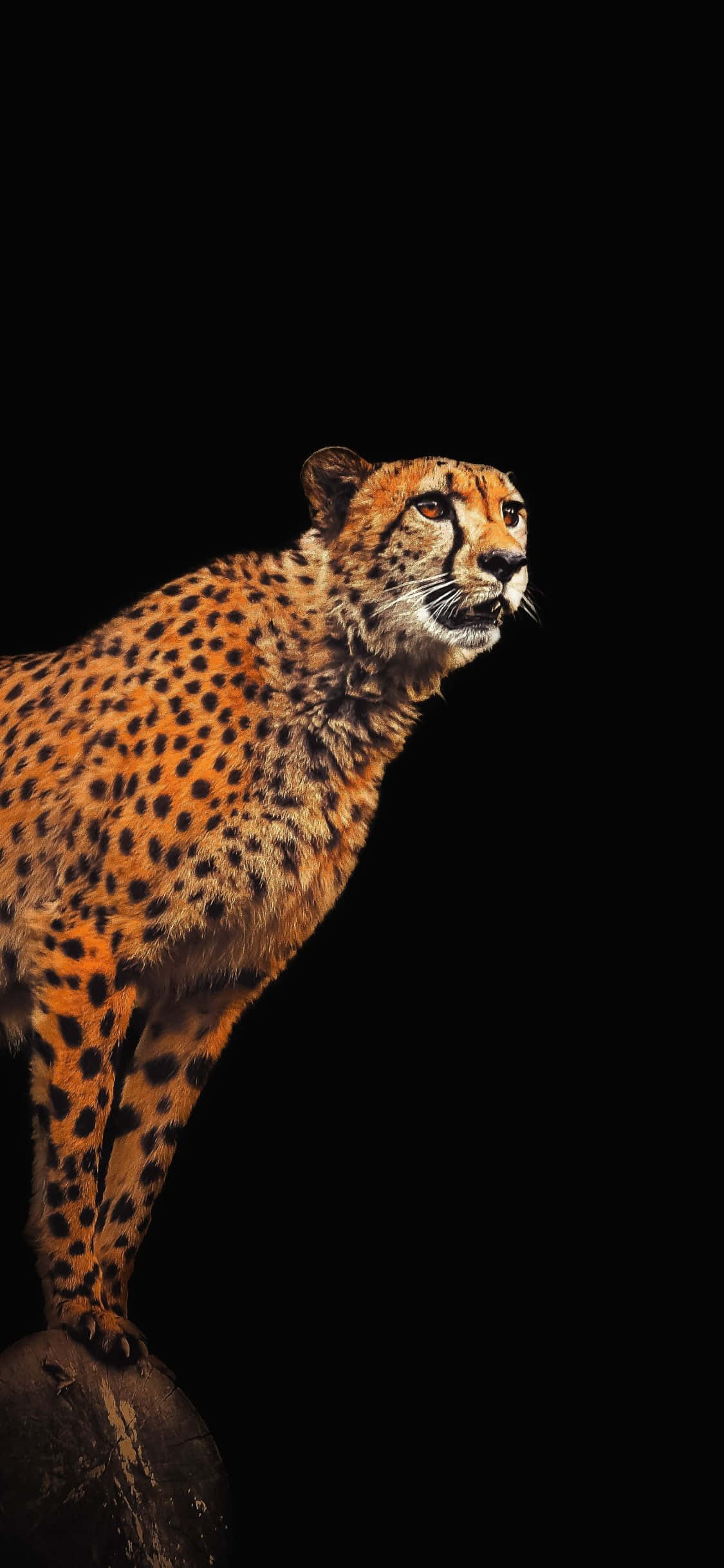 cheetah on a rock with a black background Picha ya Ukuta