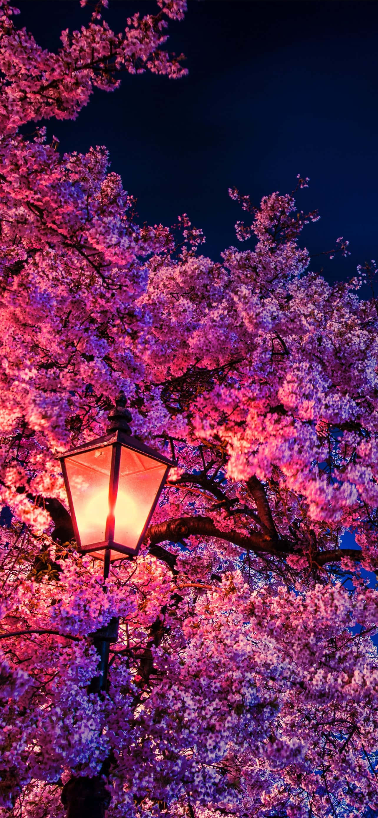 Mazingira ya Miti ya Sakura Picha ya Ukuta
