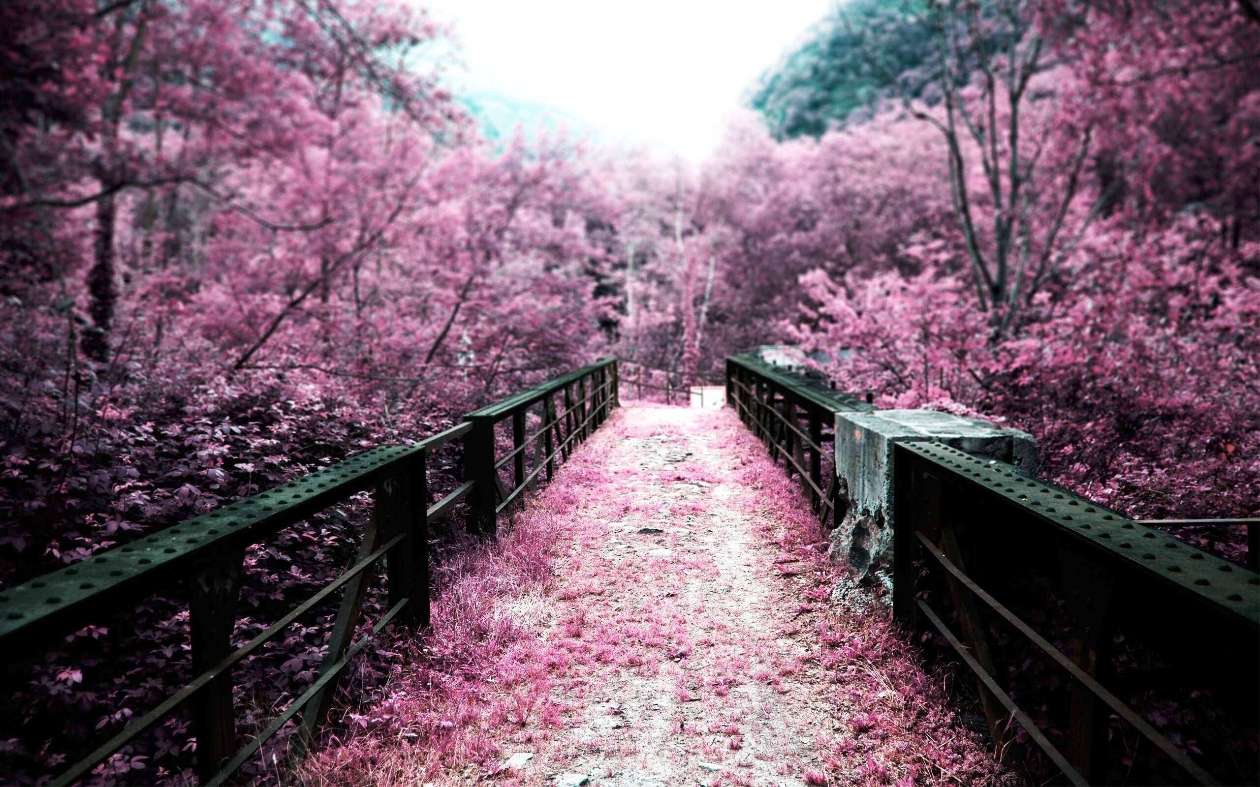Cherry Blossom Na Daraja Picha ya Ukuta