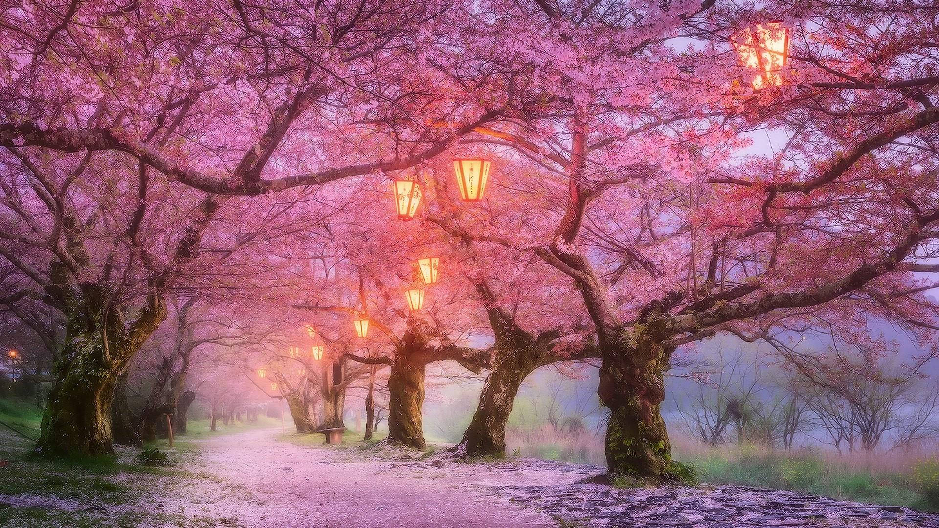 Cherry Blossom na Taa Picha ya Ukuta