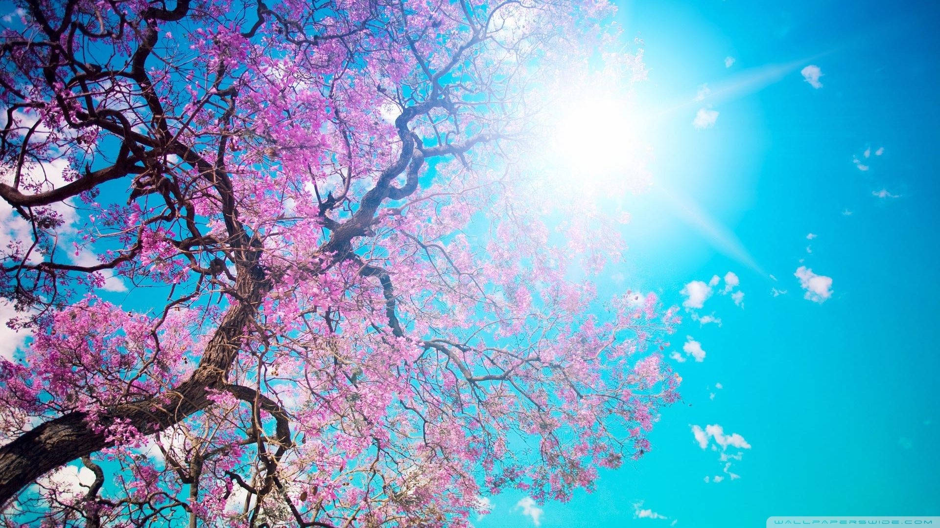 Cherry Blossom ya Jua Picha ya Ukuta