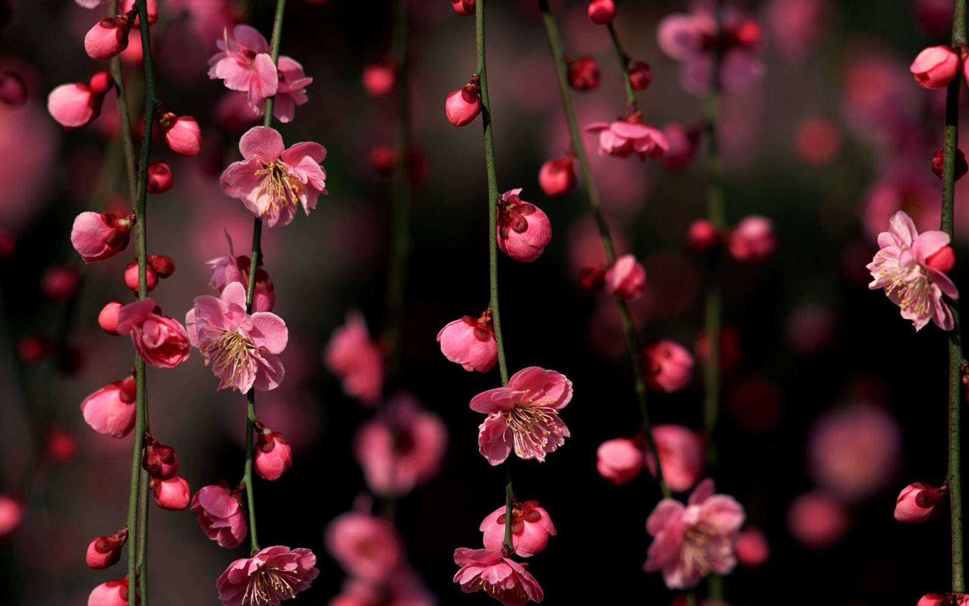 Cherry Blossom Zinazoning'inia Picha ya Ukuta
