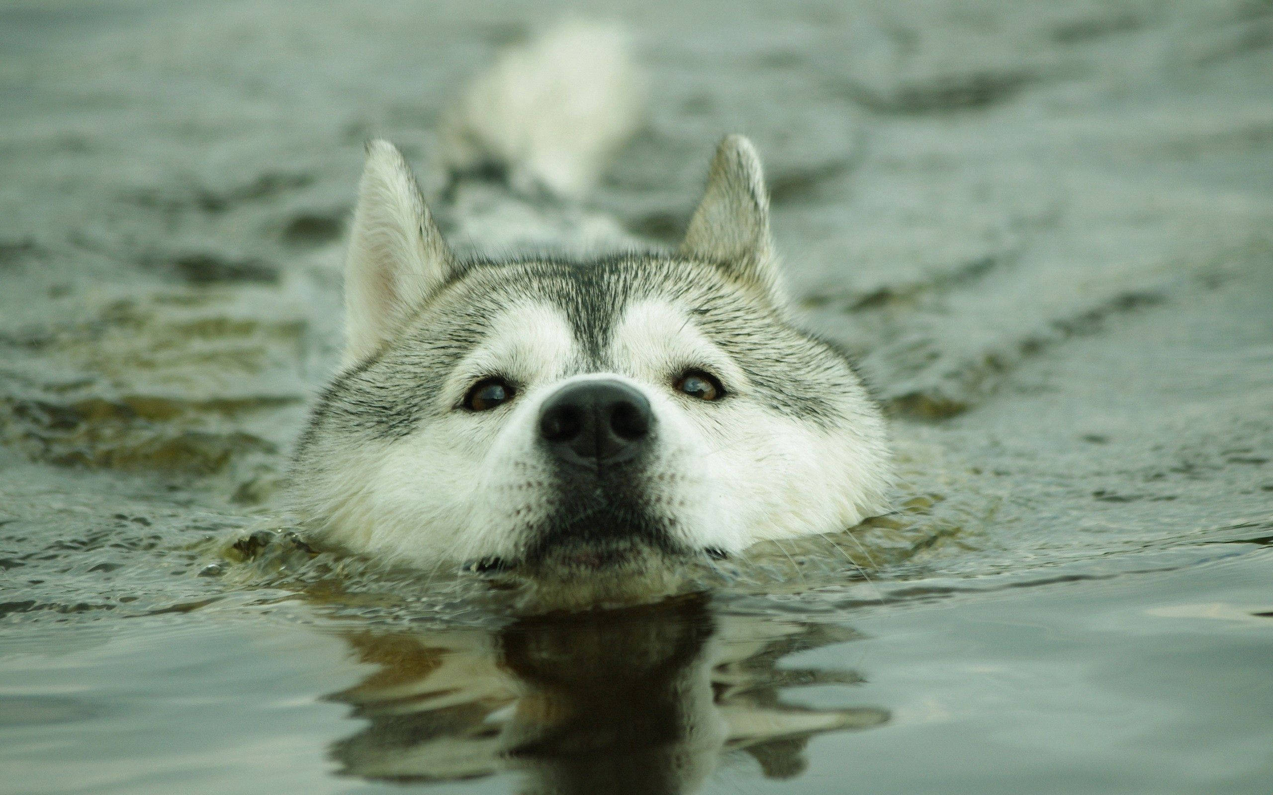 Chukua Mbizi - Husky Huyu Anafurahia Maisha Yake Picha ya Ukuta