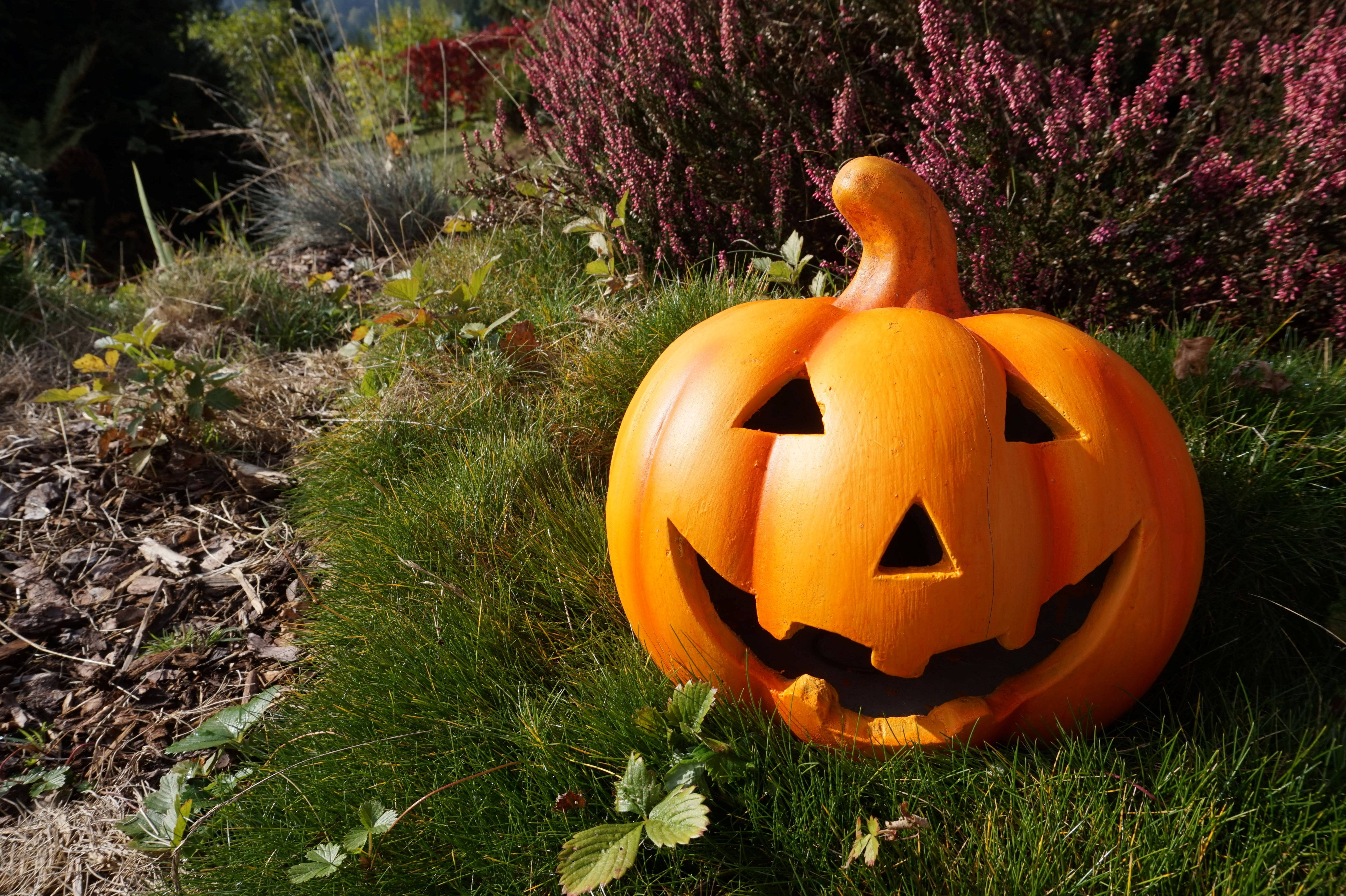 Chungu Cha Halloween Mrembo Chini Ya Jua Picha ya Ukuta