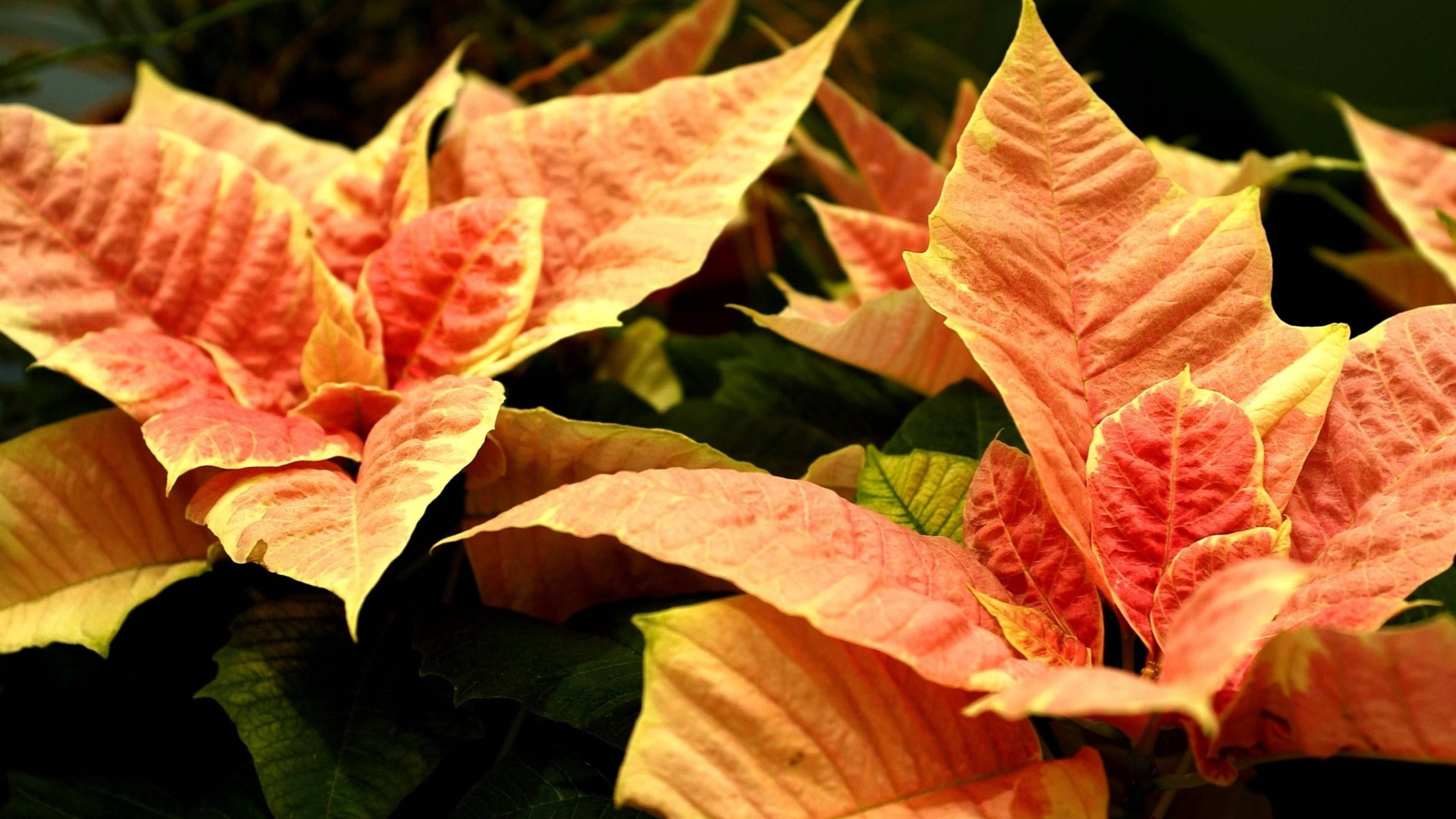 Cinnamon Star Poinsettia Picha ya Ukuta