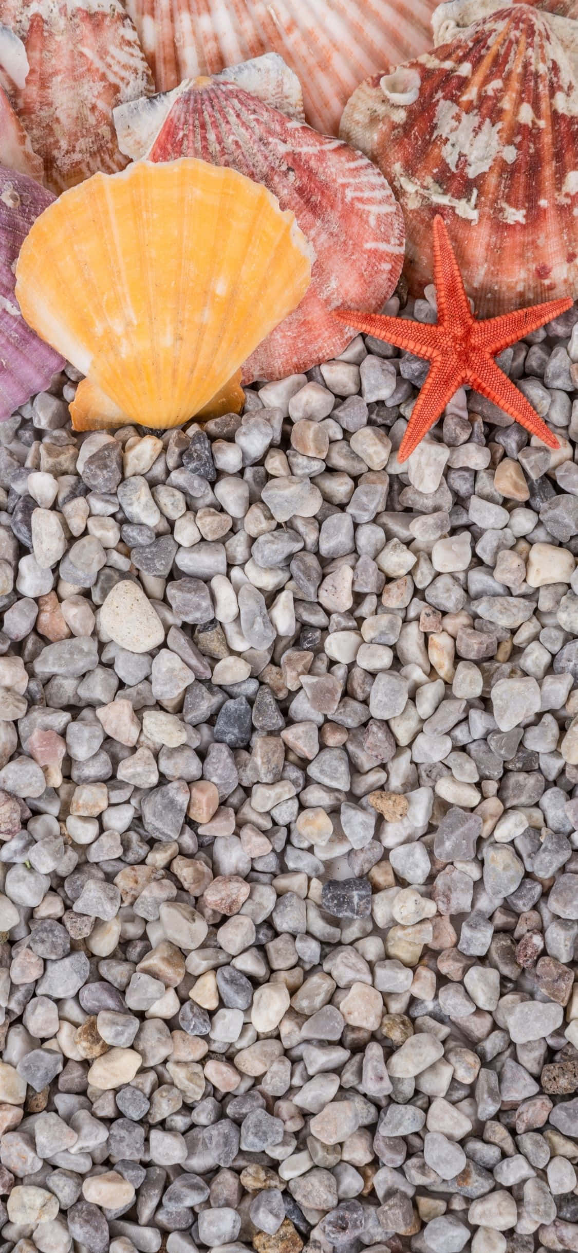Clam Shells On Rock Pebbles iPhone X Summer Background Picha ya Ukuta