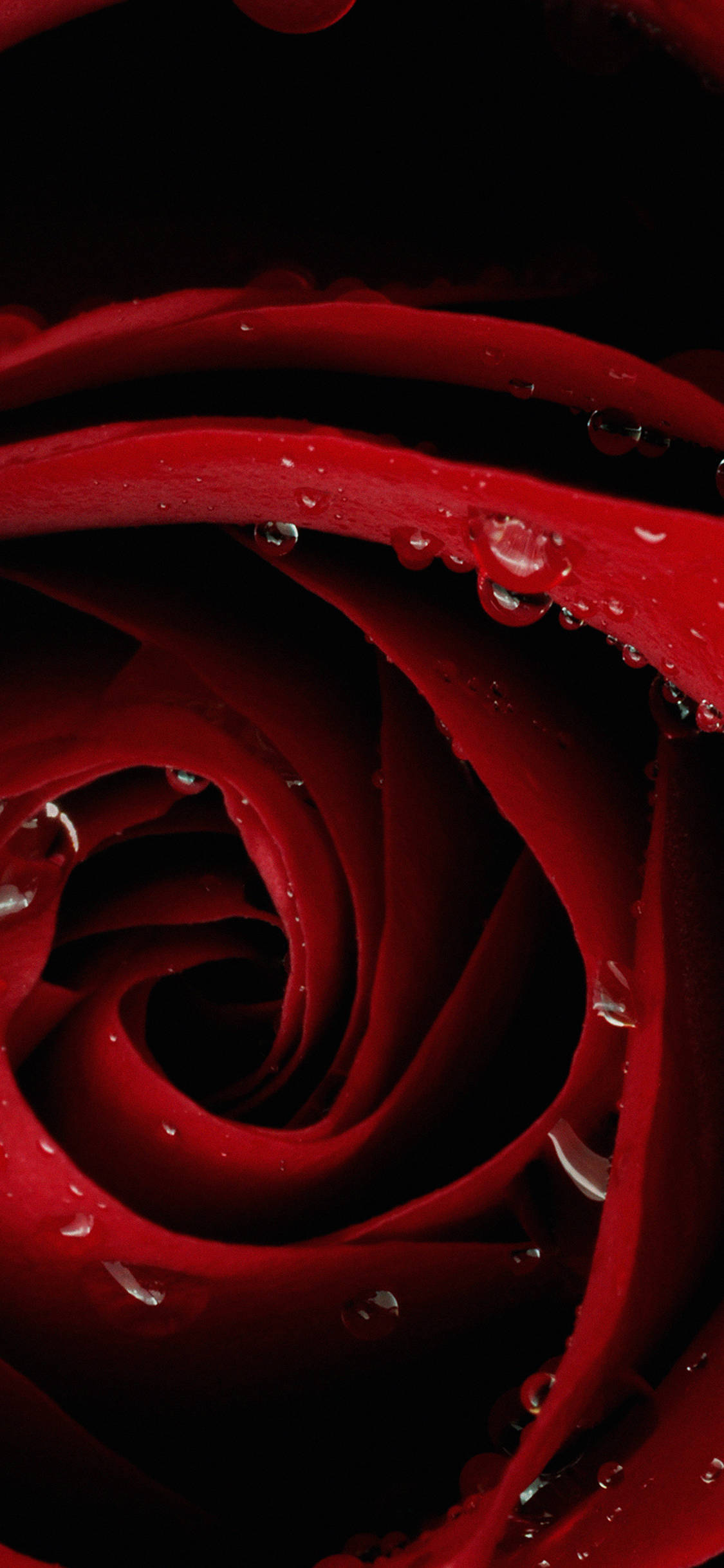 Close-up Rose's Head Red iPhone Picha ya Ukuta