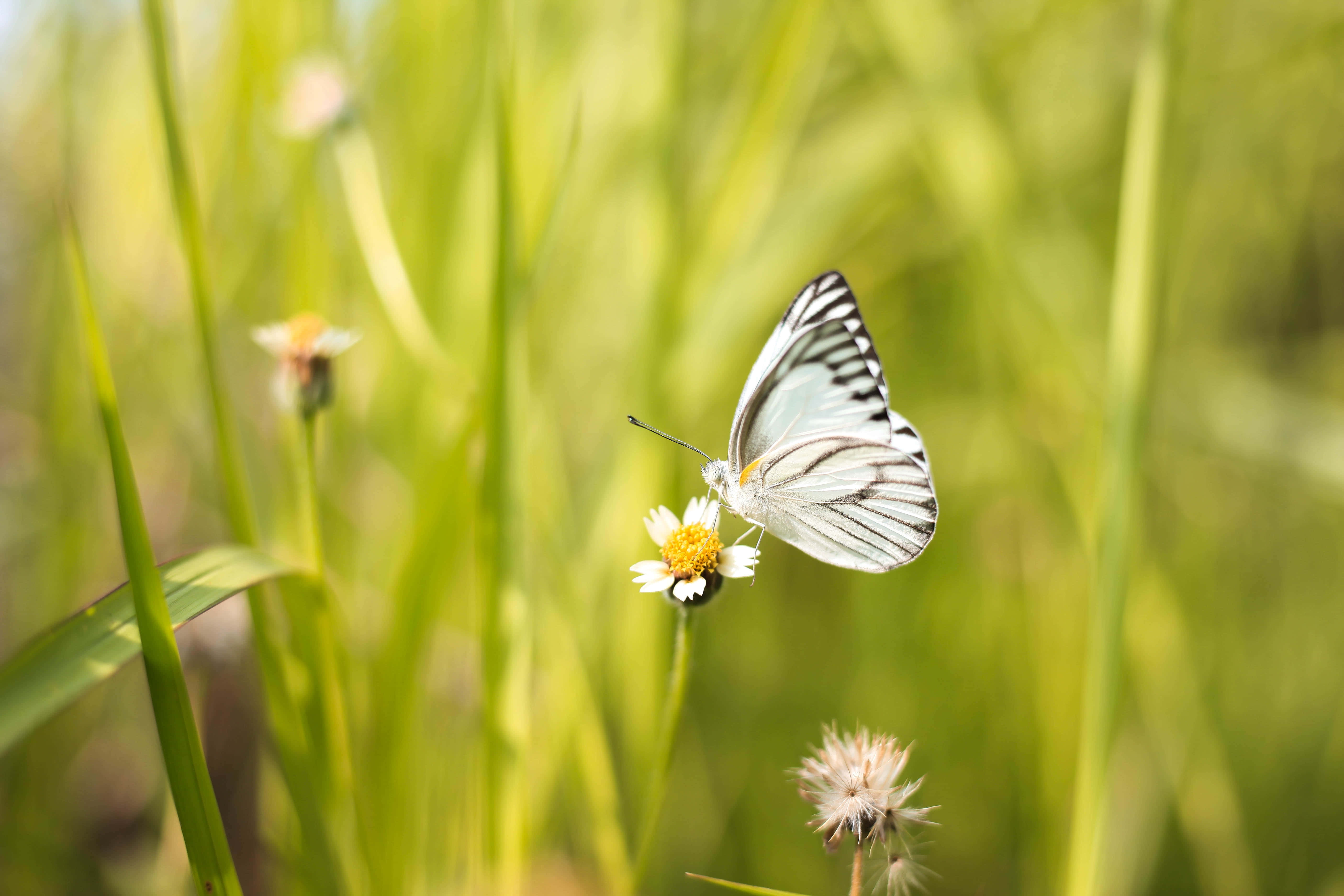 Colorful and Majestic Butterfly Aesthetic Picha ya Ukuta