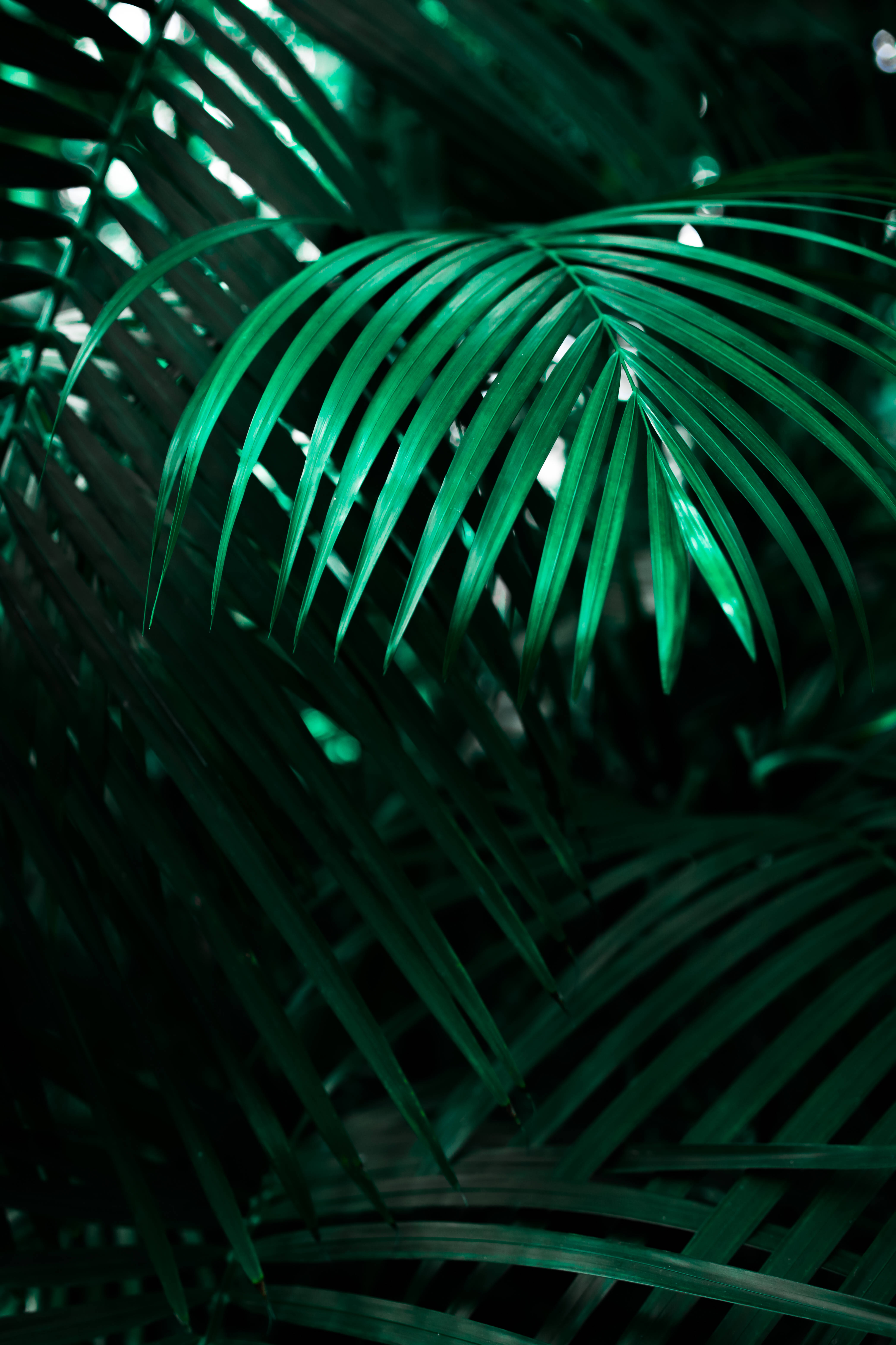 Cool Neon Wolf Lock Screen Wallpaper Picha ya Ukuta