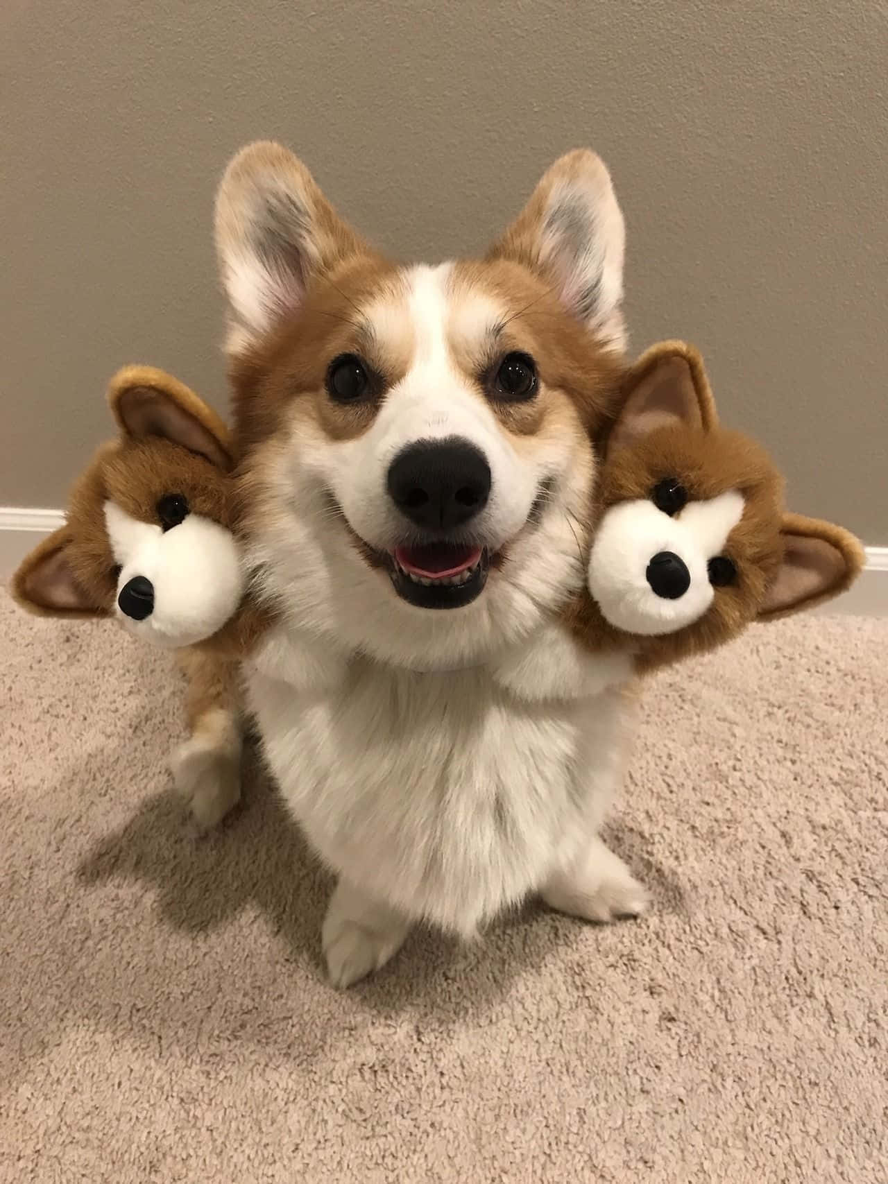 Corgi mwenye furaha anayefurahia siku kamili! Picha ya Ukuta