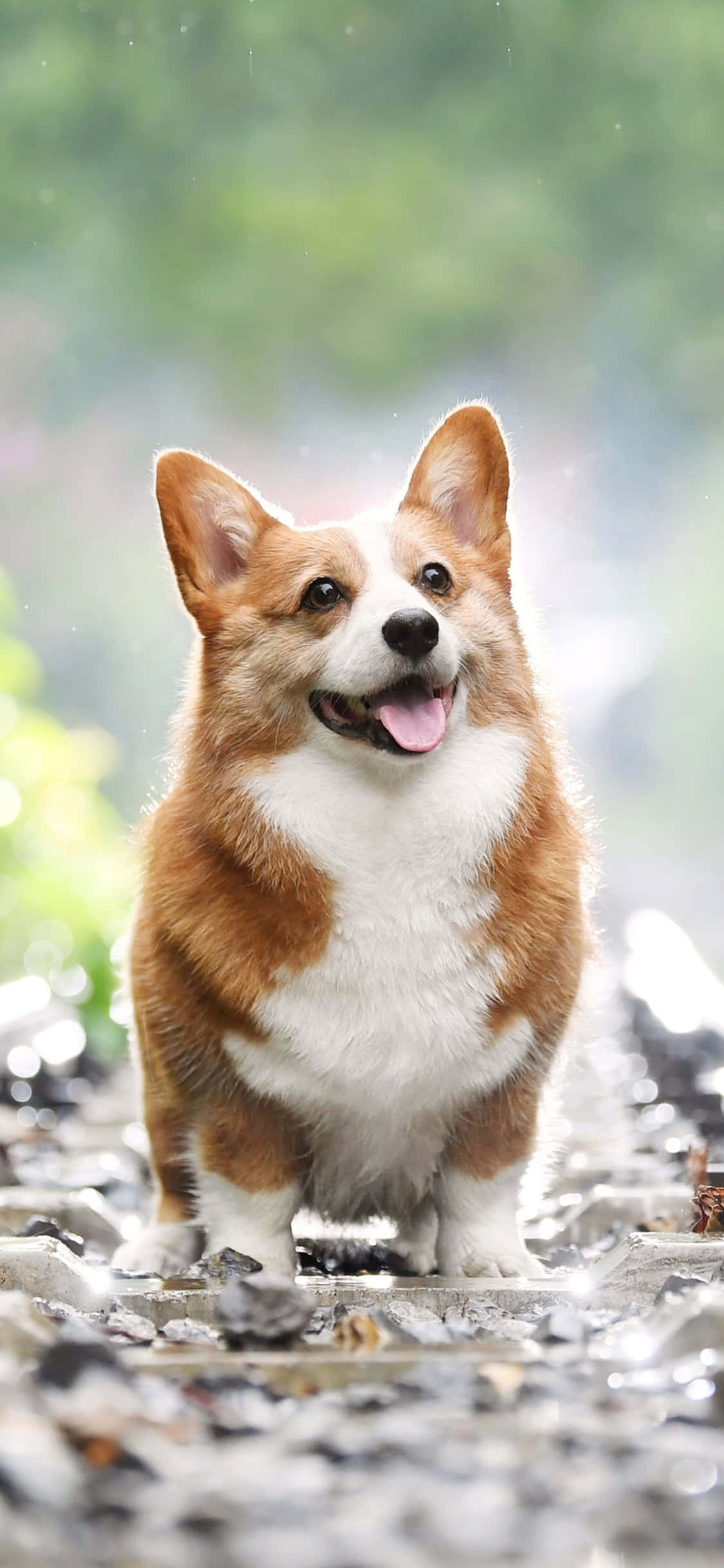 Corgi ya Furaha tayari kwa siku! Picha ya Ukuta