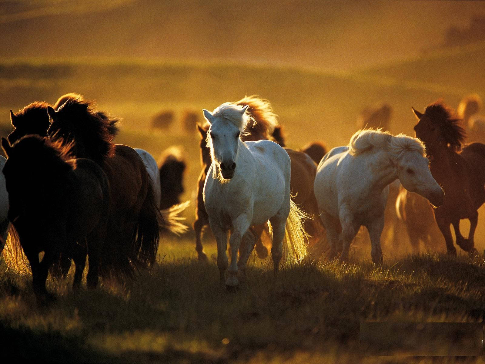 Country Western Farasi Wengi Picha ya Ukuta