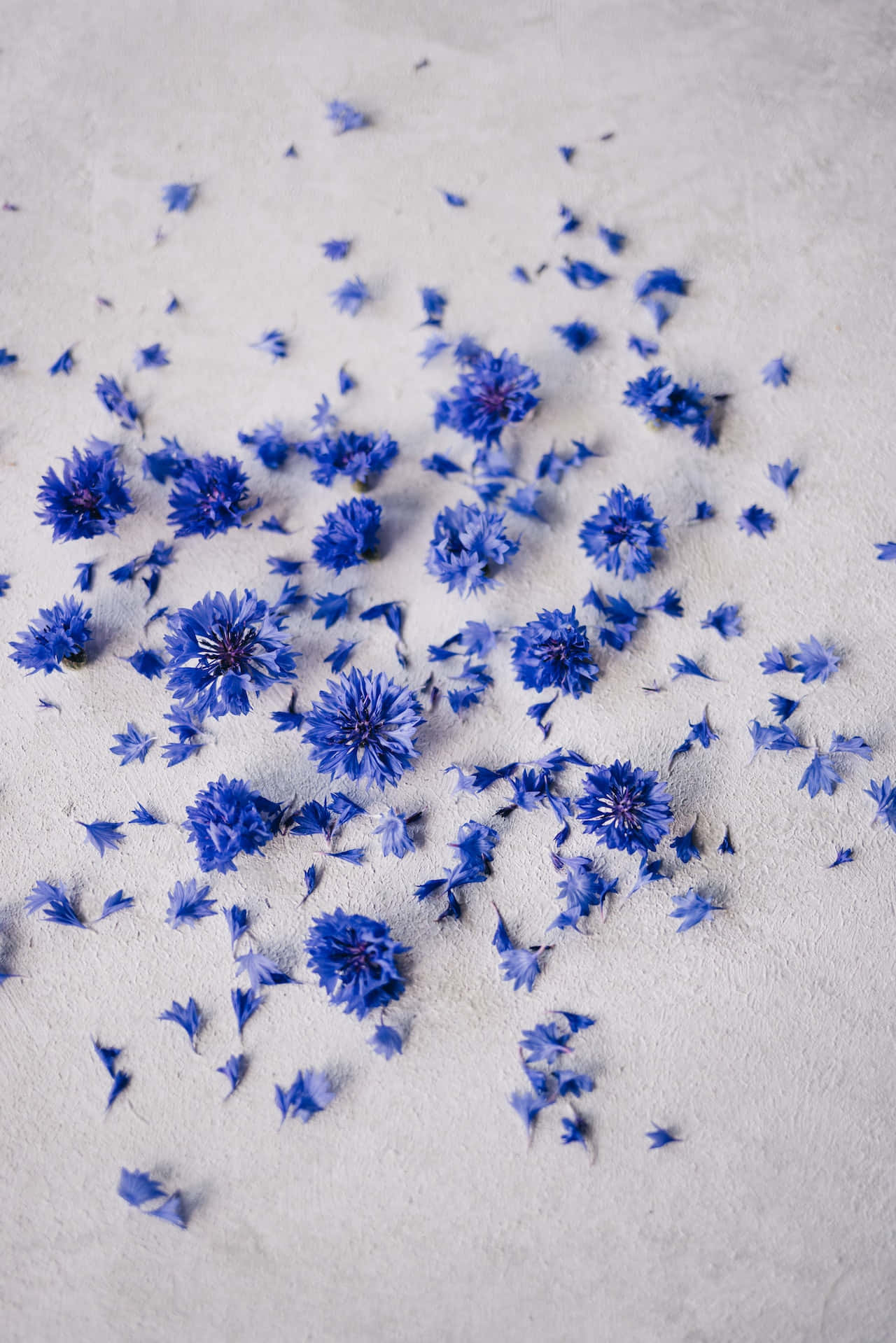 Crushed Petals Of Blue Flowers Phone Picha ya Ukuta