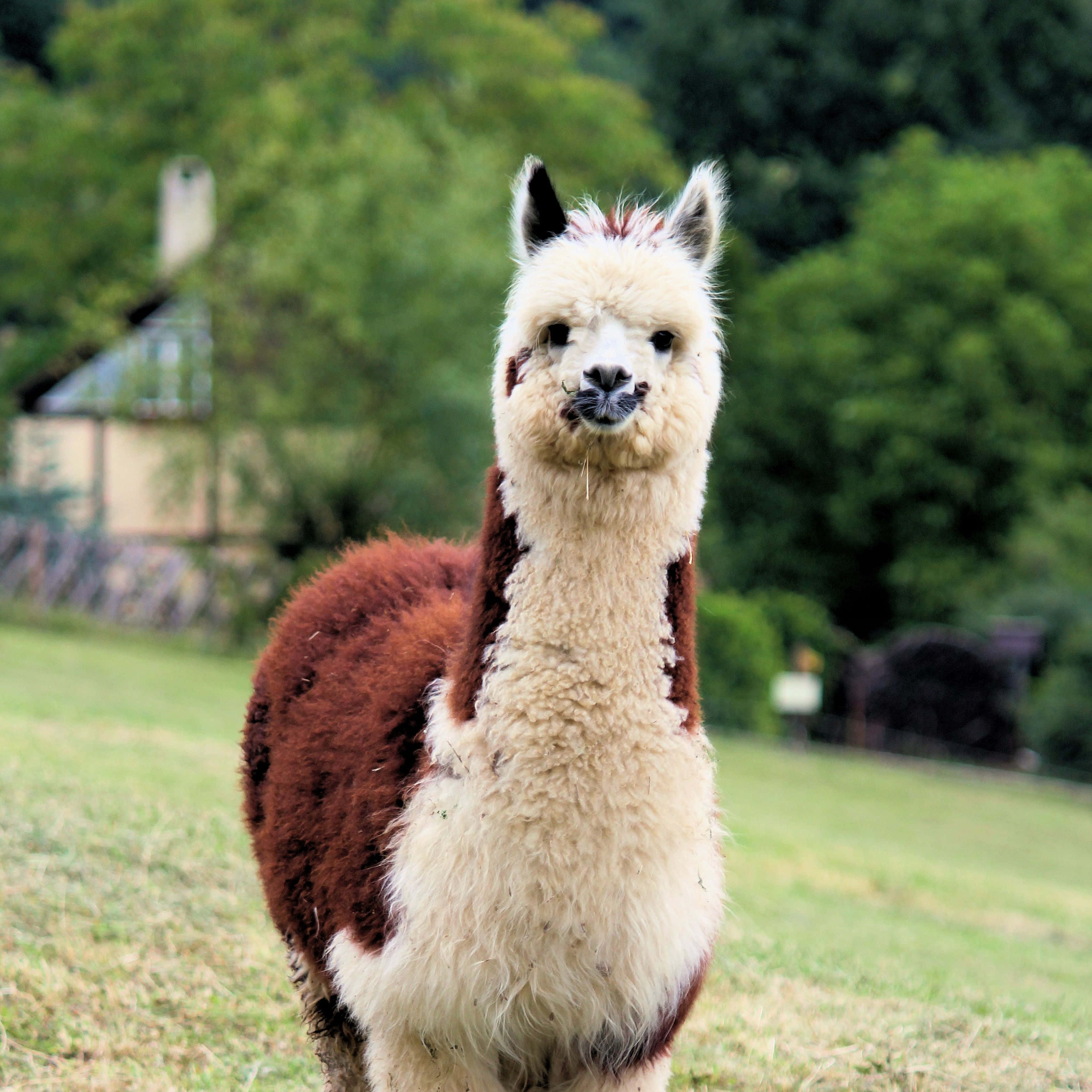 Curious Llamain Field.JPG Picha ya Ukuta