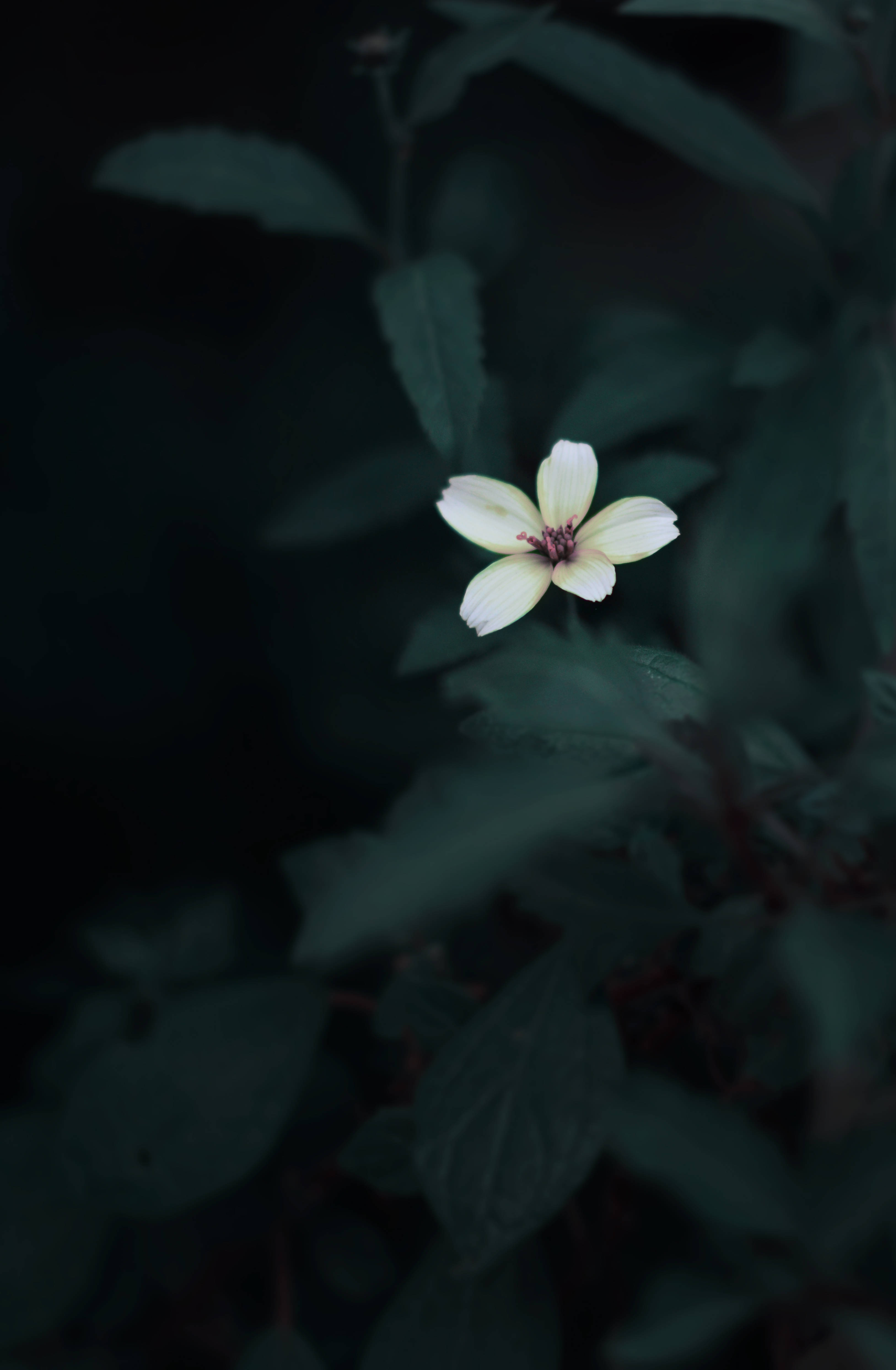 Cute Flower Dark Green Aesthetic Picha ya Ukuta