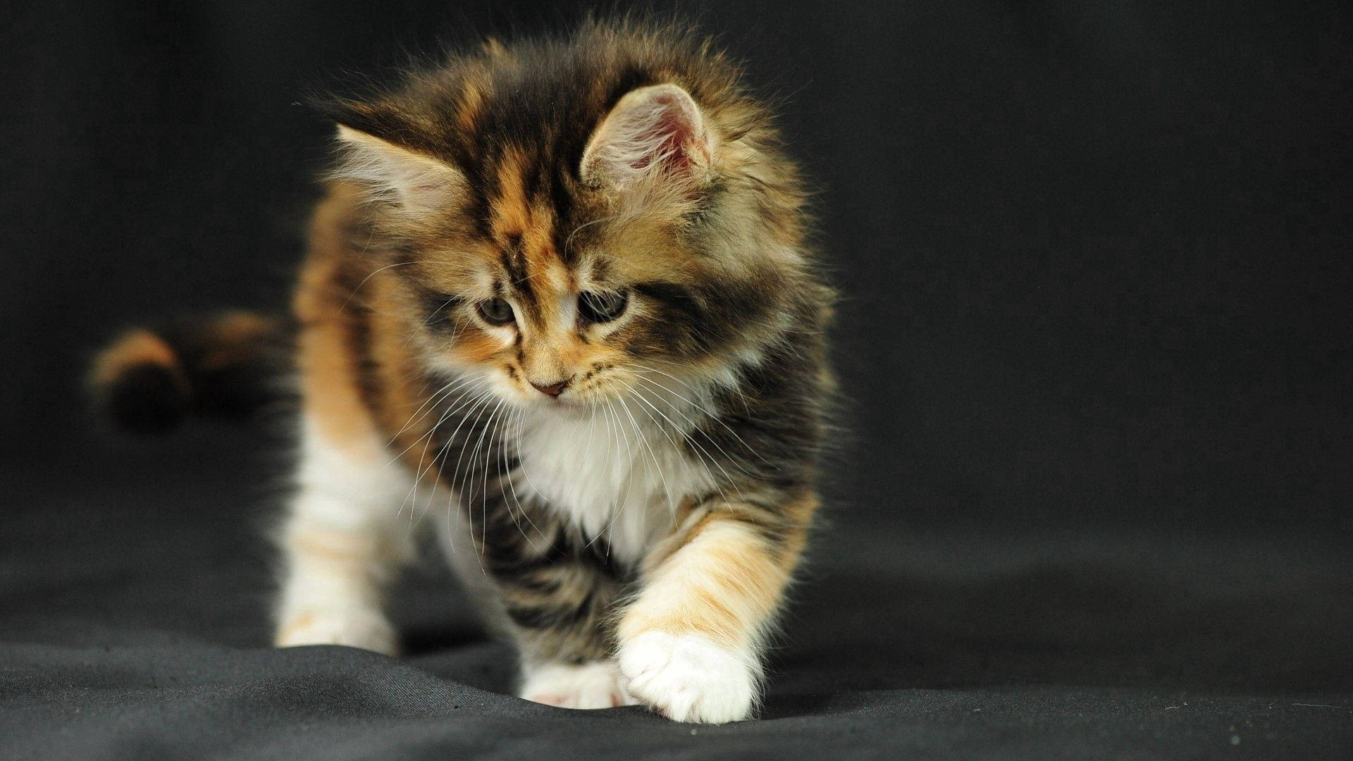 Cute fluffy kitten snuggling with its toy Picha ya Ukuta