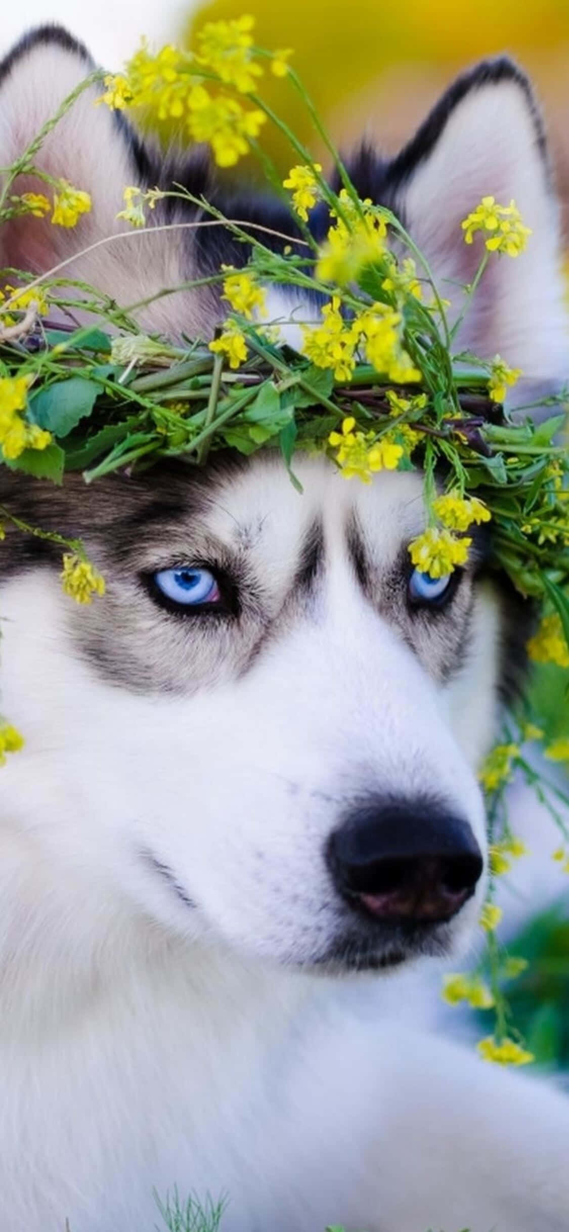 Cute Husky Dog With Leaves Picture Picha ya Ukuta