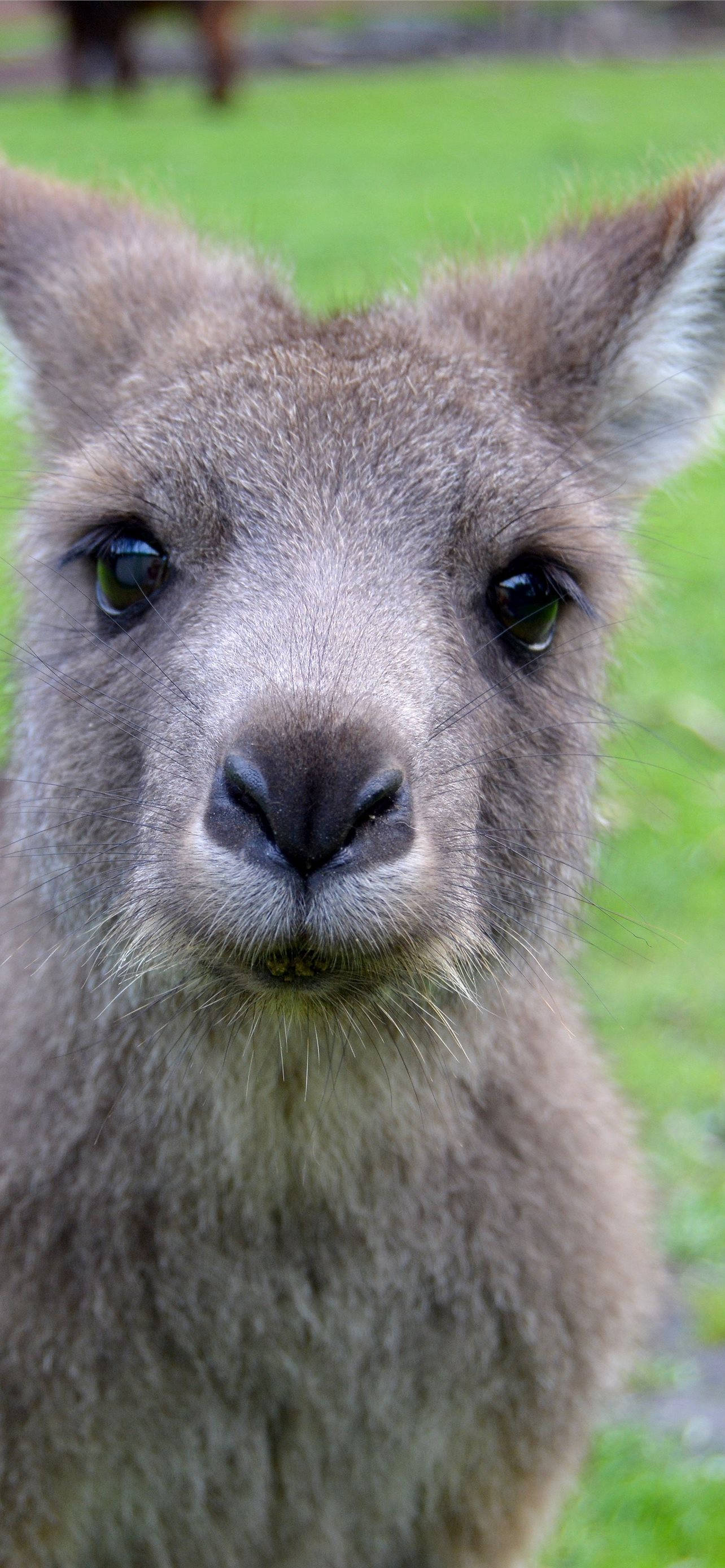Cute Kangaroo Selfie Picha ya Ukuta