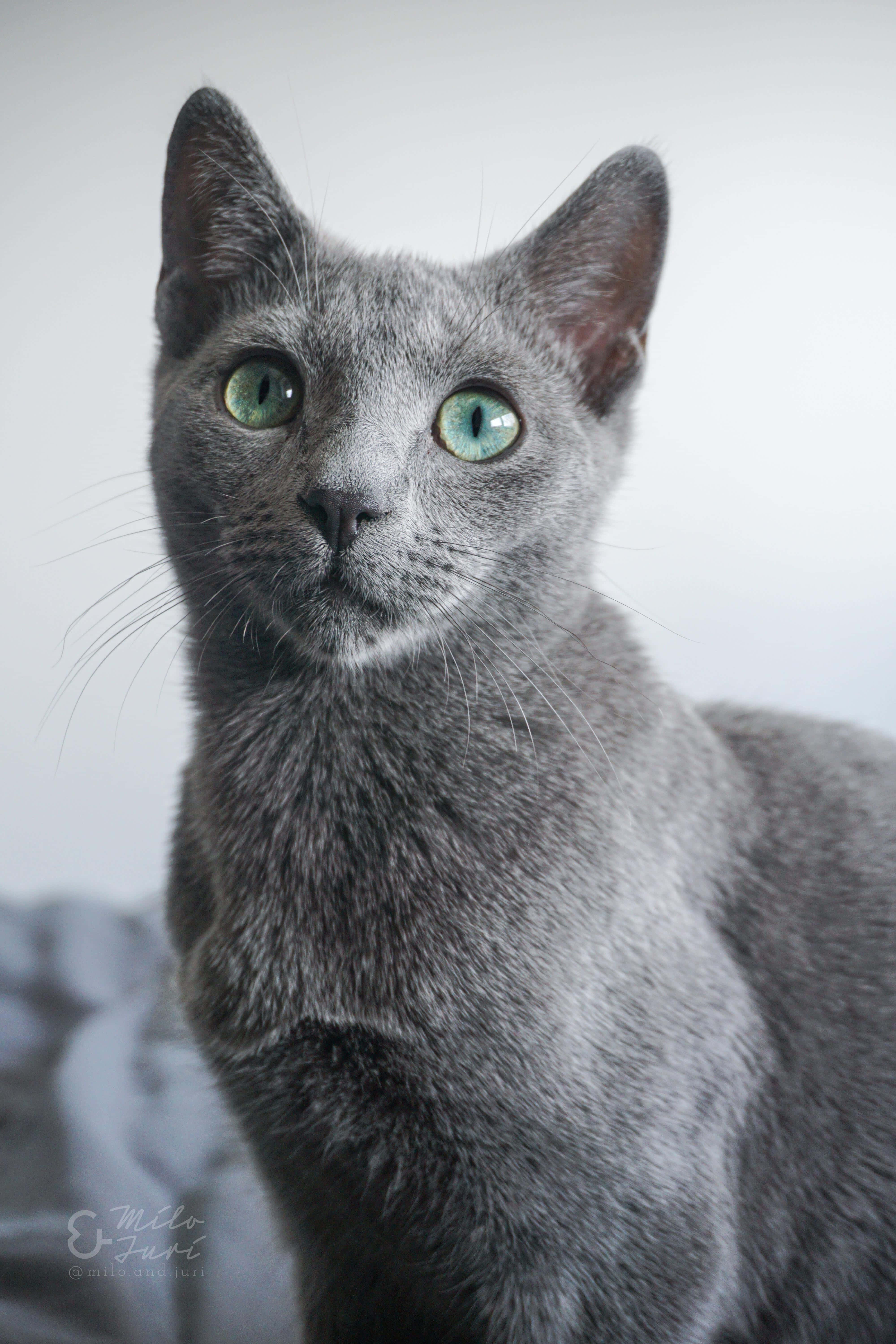 "Cuteness Overload! Adorable Russian Blue Cat" Picha ya Ukuta