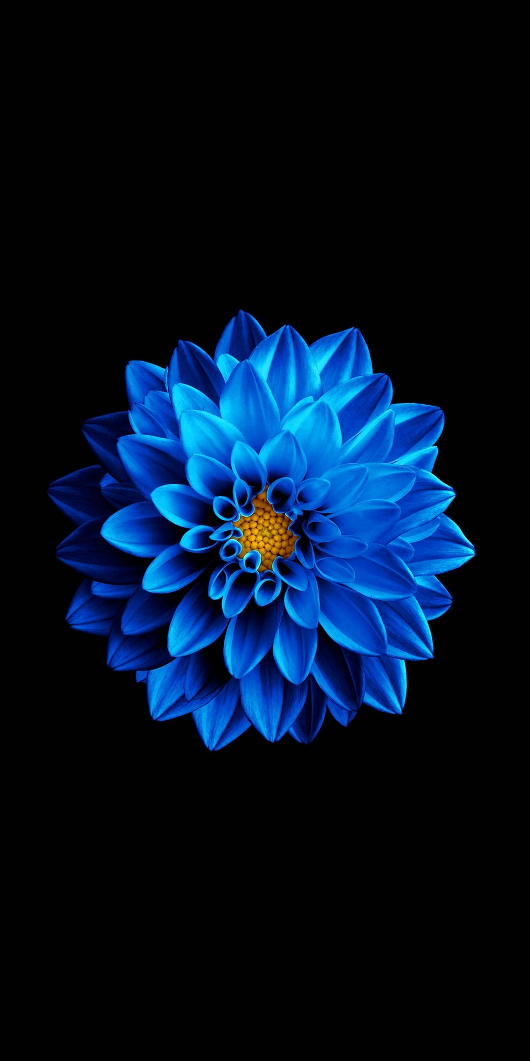 Dahlia Inayochanua Kwenye Samsung Full HD Picha ya Ukuta