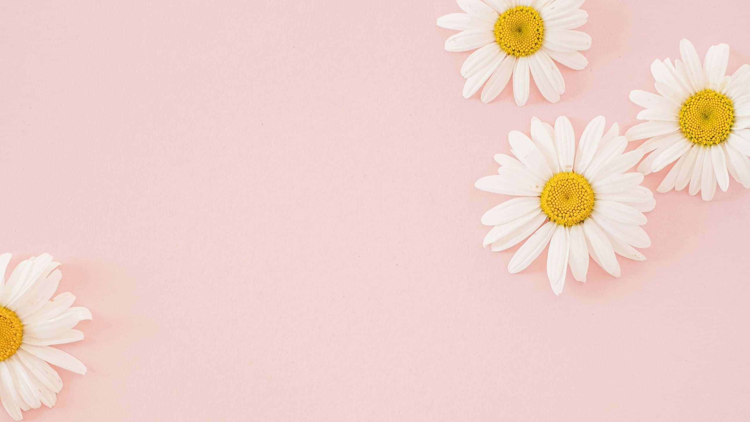 Daisies Aesthetic Kompyuta Pink Mwanga Picha ya Ukuta