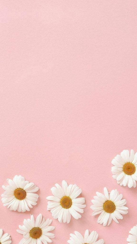 Daisies Katika Pink Nzuri Aesthetic Picha ya Ukuta