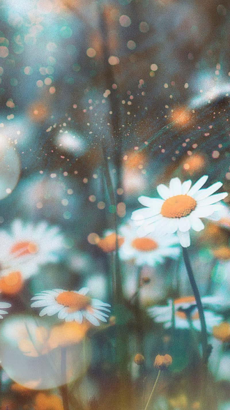 daisies katika shamba na mandharinyuma yasiyo wazi Picha ya Ukuta