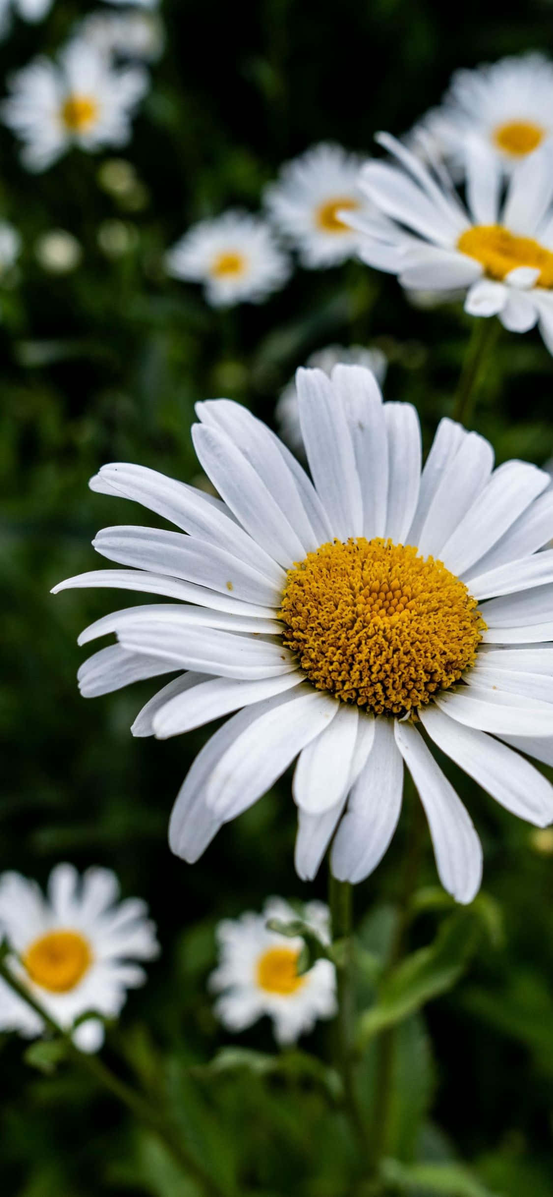 daisies mweupe na vituo vya kusafiri katika uwanja Picha ya Ukuta