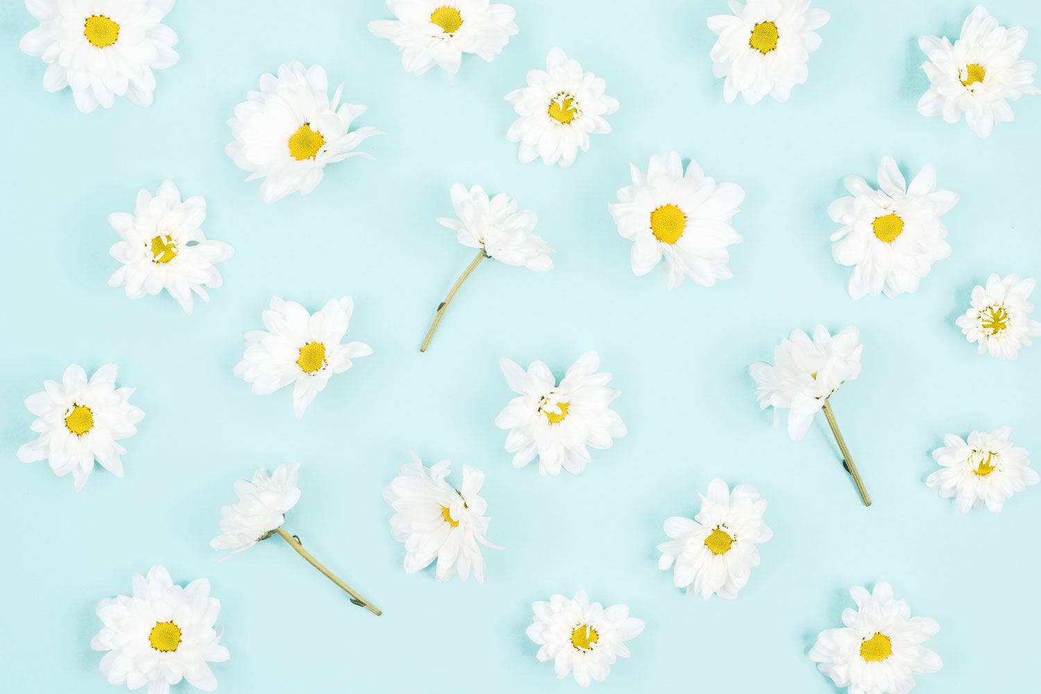 Daisy Aesthetic Bluu Mwepesi Picha ya Ukuta