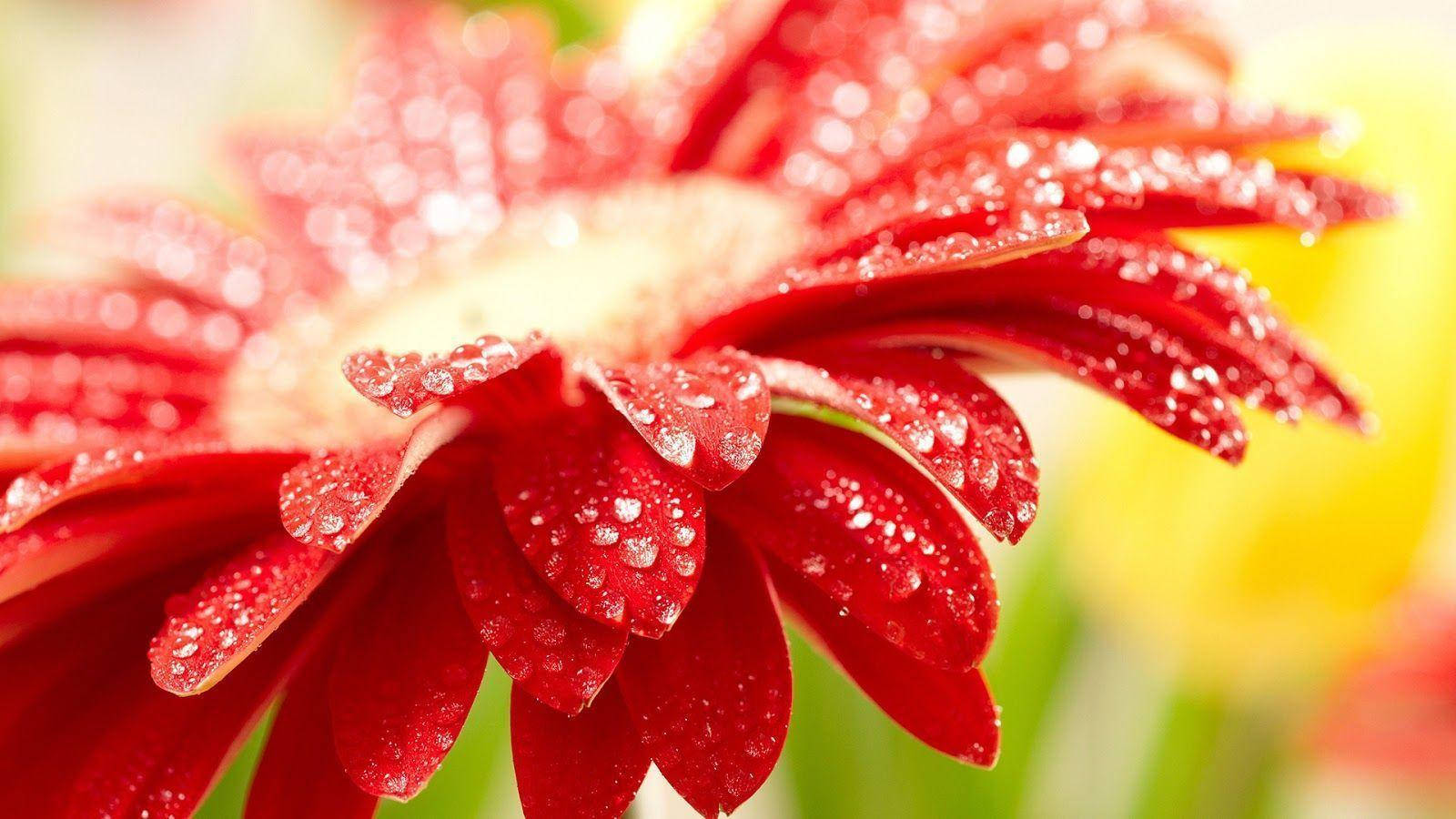 Daisy Gerbera Nyekundu ya Kupendeza kwa Kompyuta Picha ya Ukuta