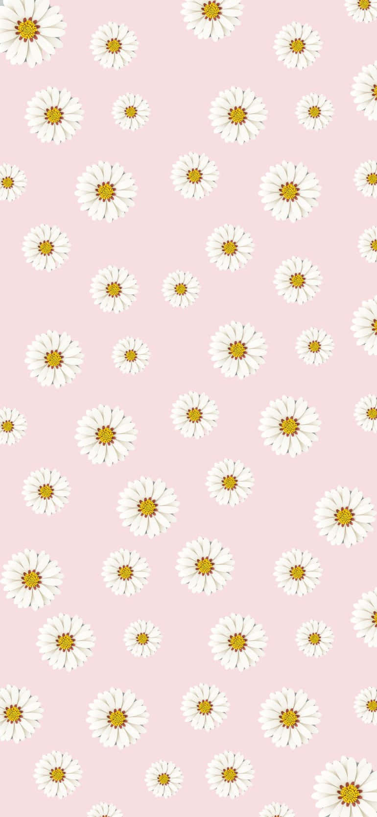 Daisy Pattern Design Pink Aesthetic Background Picha ya Ukuta