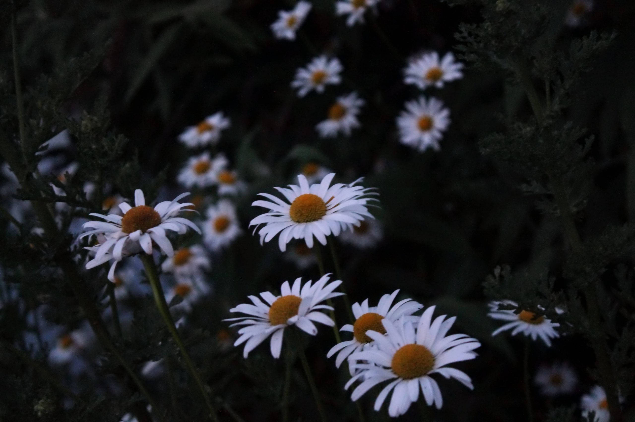 Daisy ya Kijani ya Giza Picha ya Ukuta