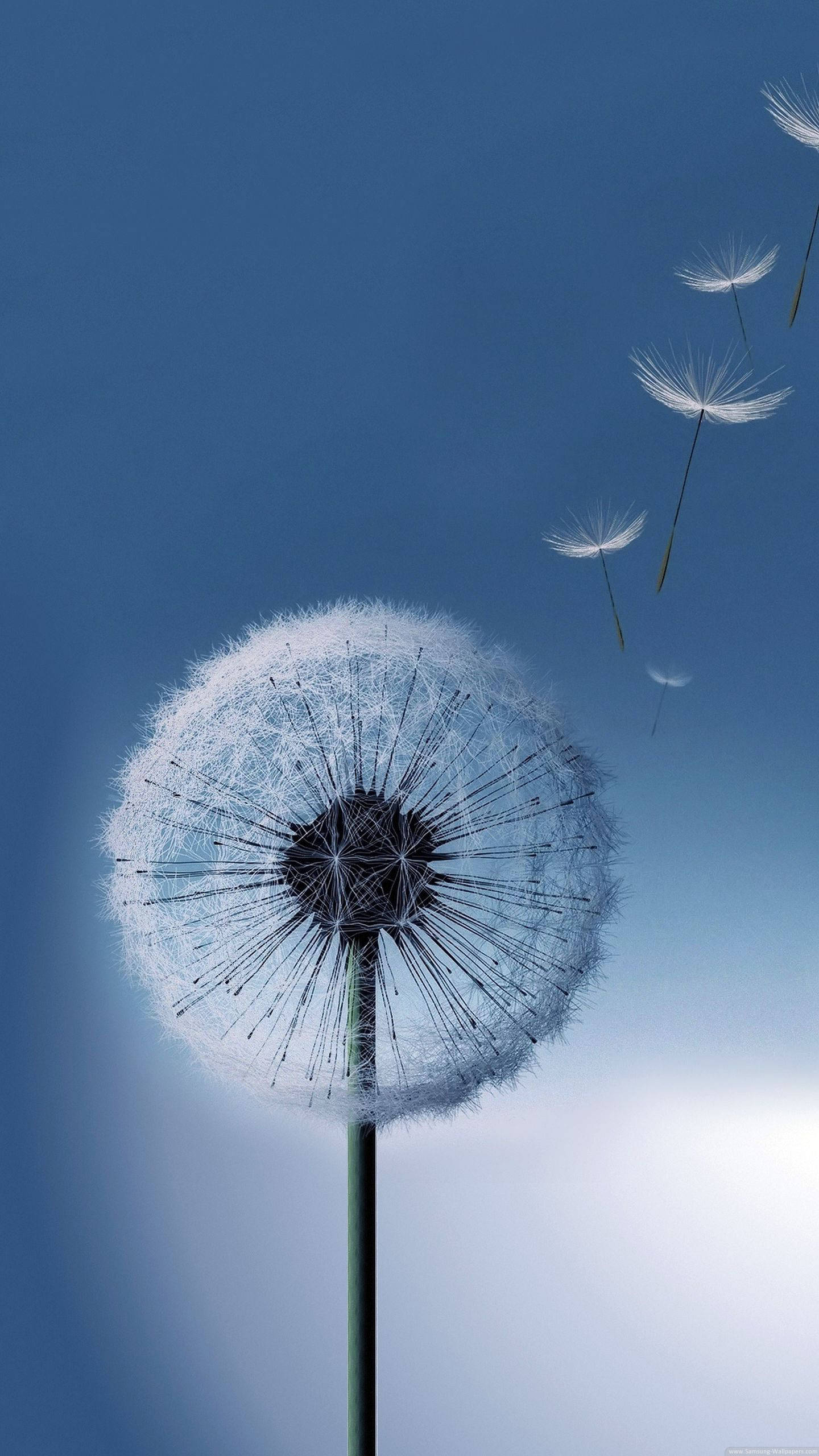 Dandelion ya Samsung Full HD Picha ya Ukuta