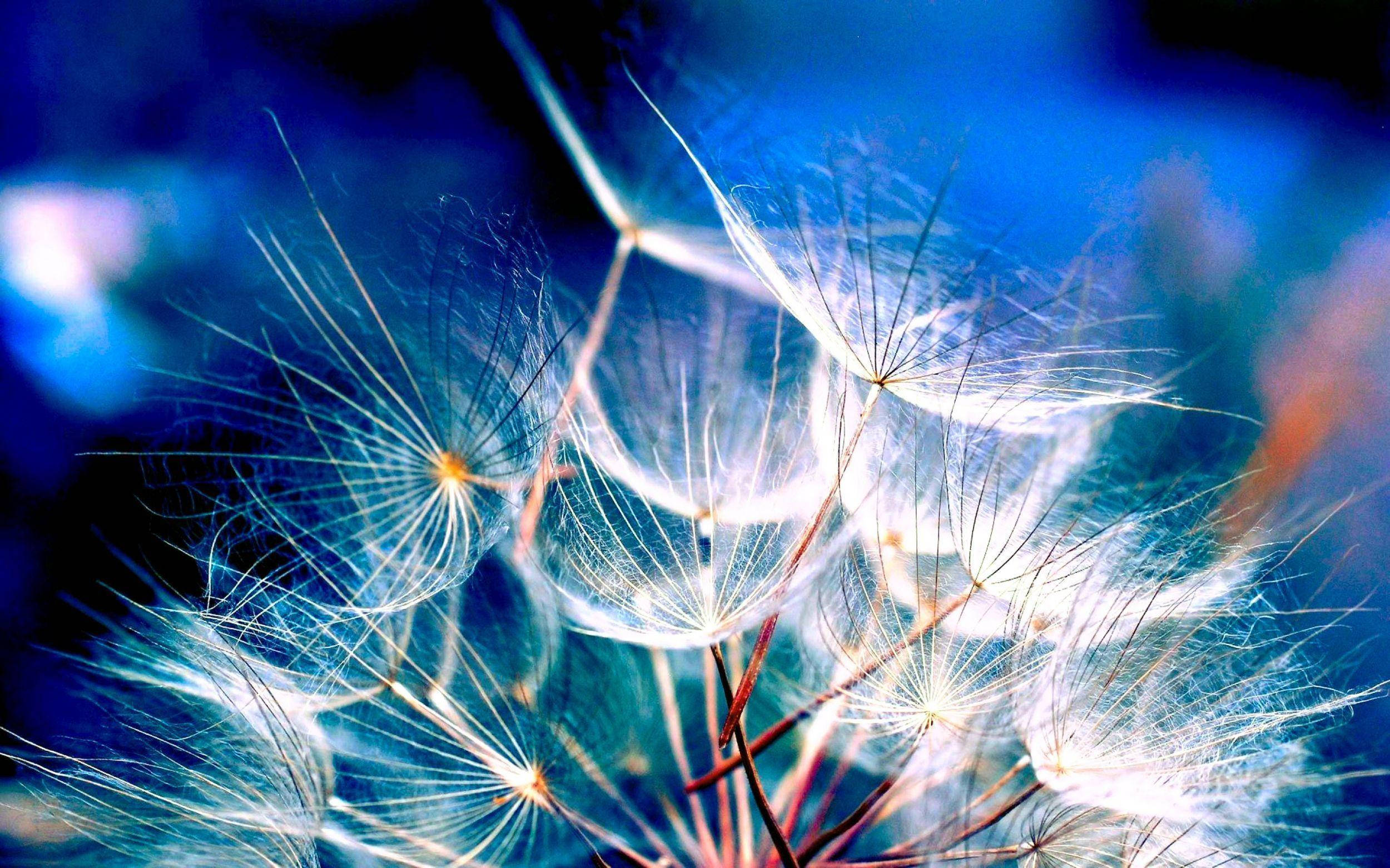 Dandelions Nyeupe za MacBook za Kupendeza Picha ya Ukuta