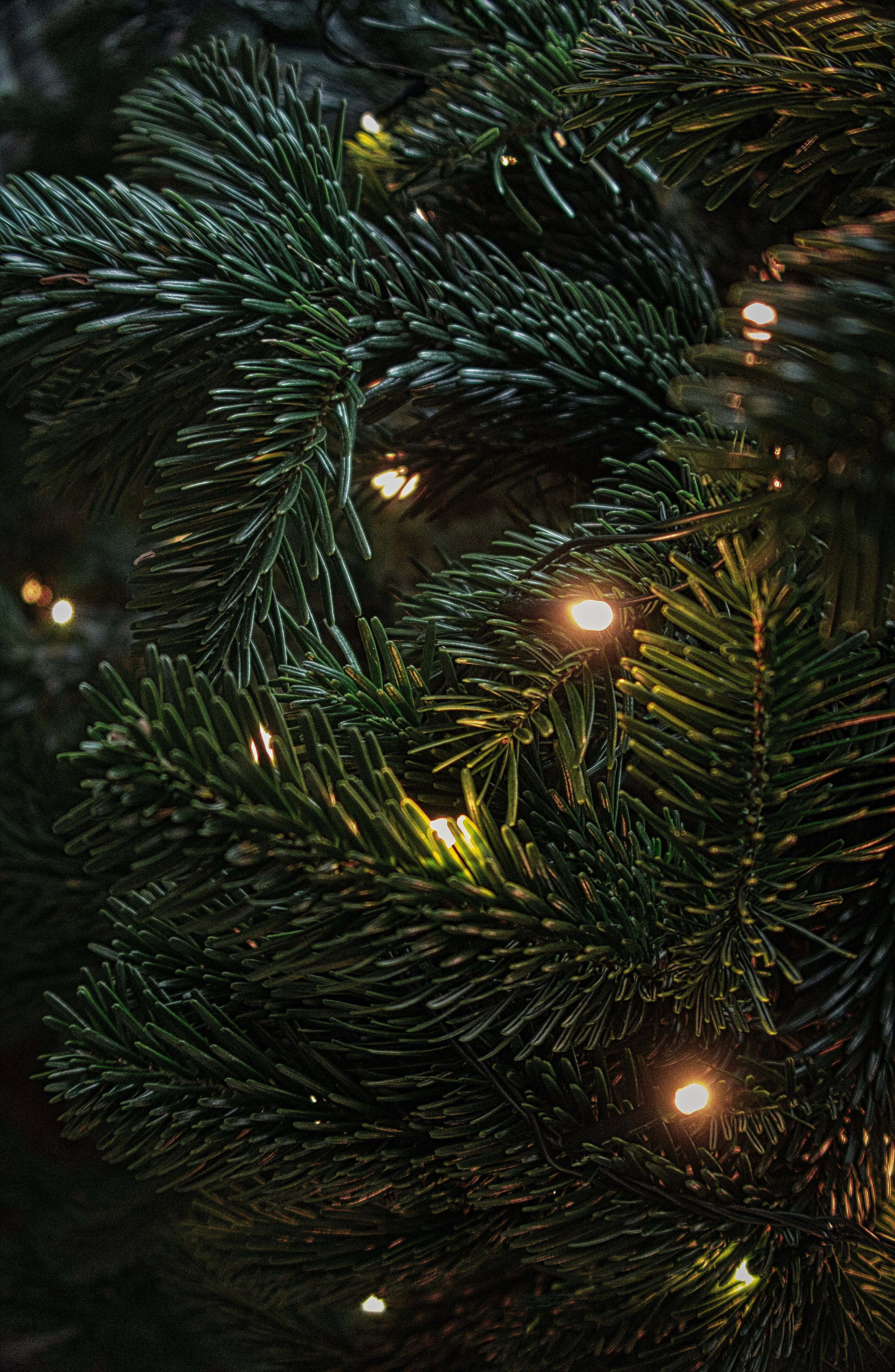 Dark Christmas Scene Picha ya Ukuta