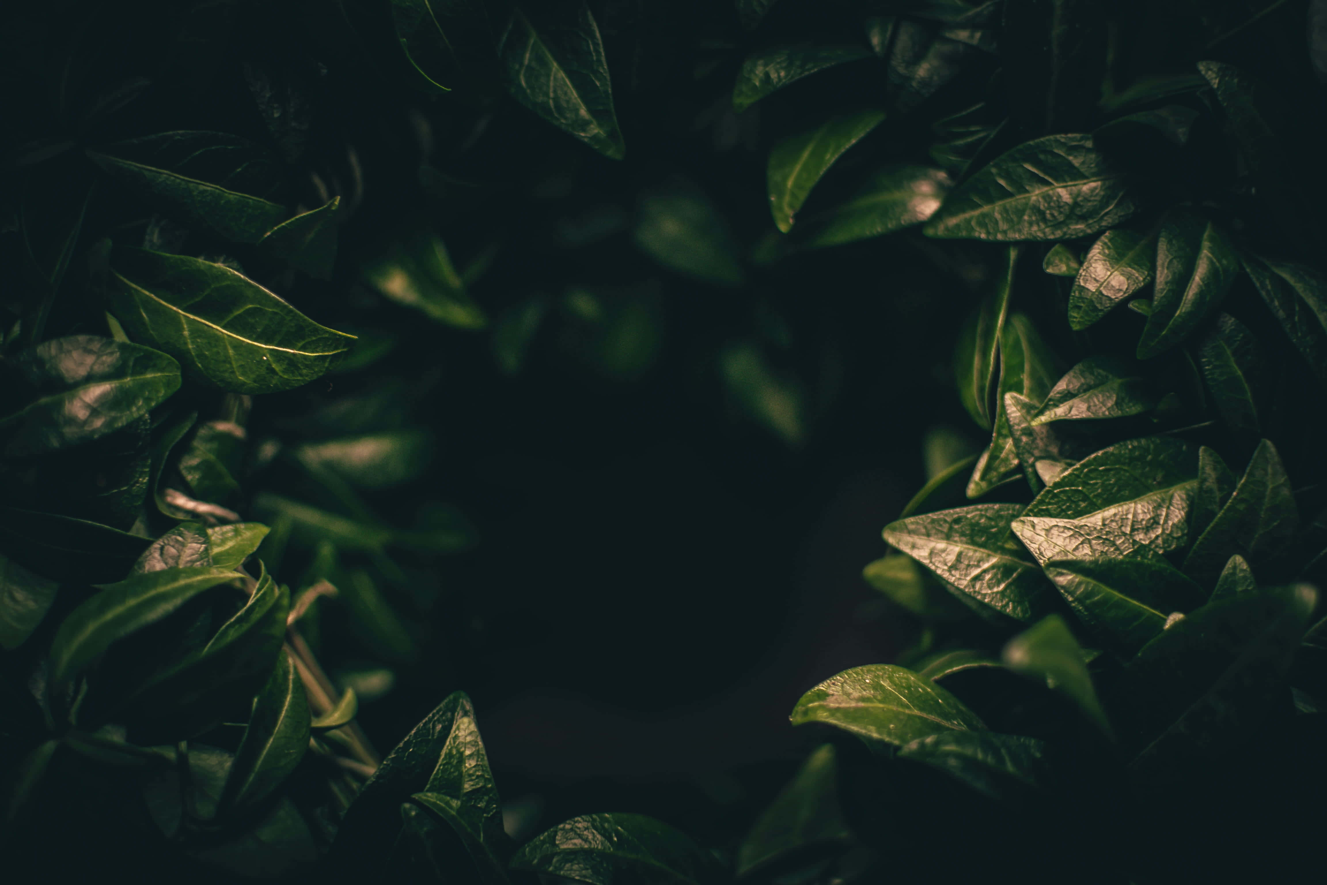 Dark Green Aesthetic pictures Picha ya Ukuta