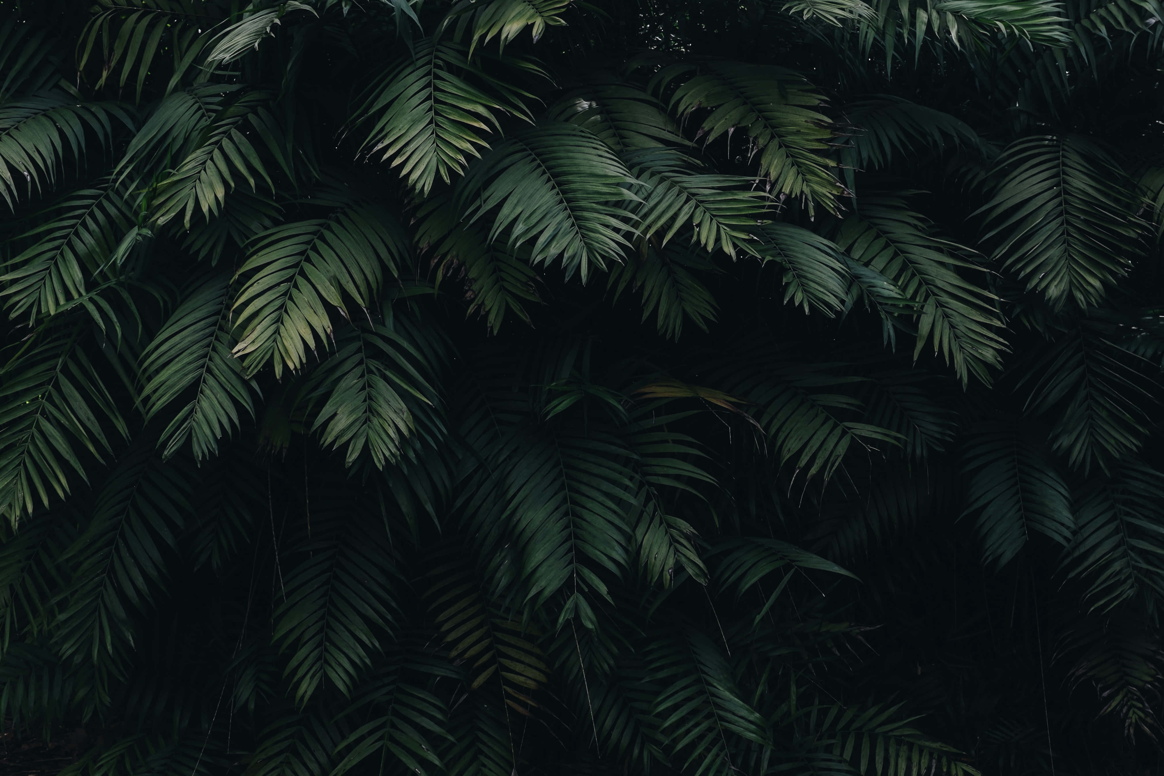 Dark Green Aesthetic pictures Picha ya Ukuta