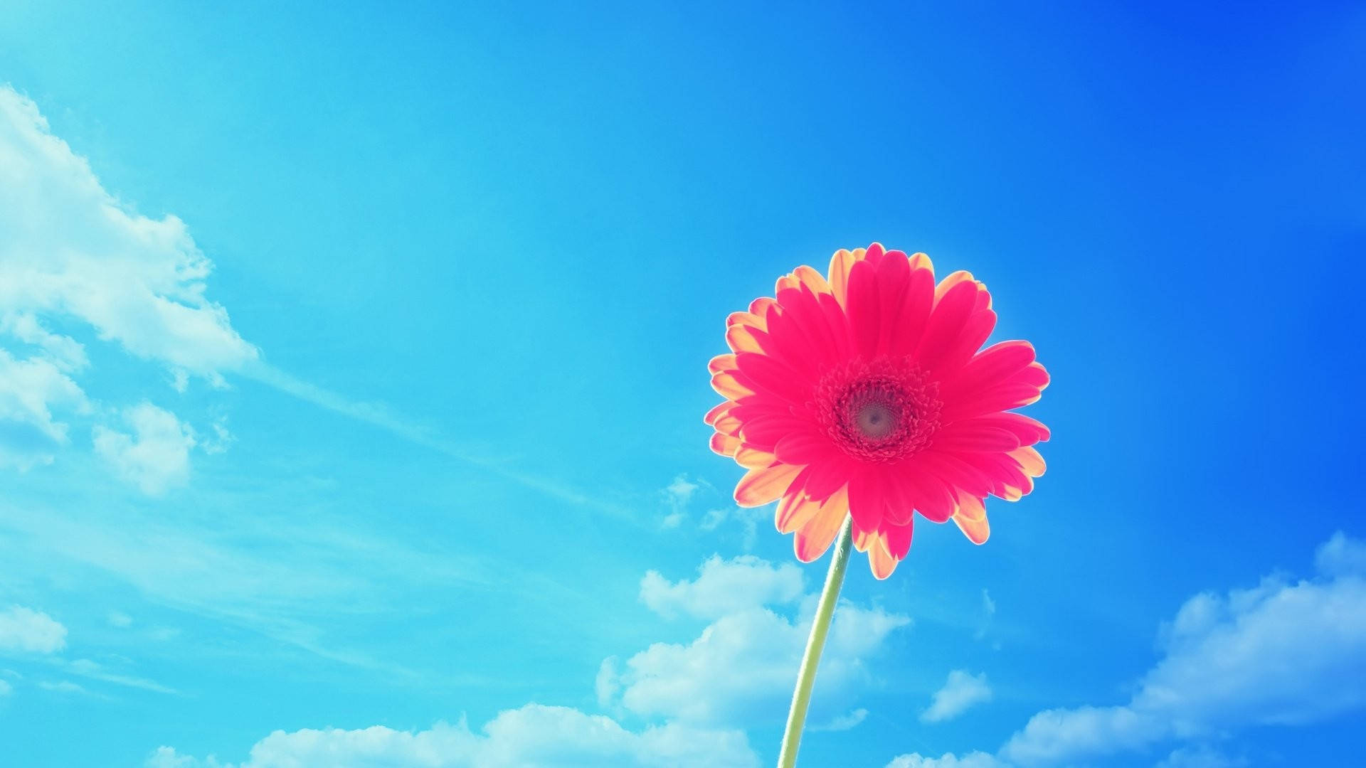 Dawati la Majira ya Kiangazi la Gerbera ya Pinki Picha ya Ukuta