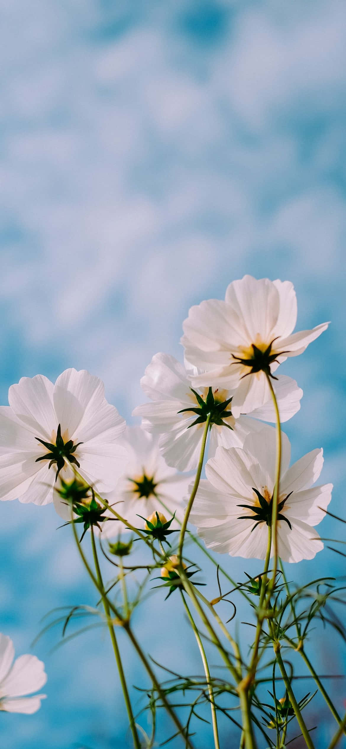 "Delicate Beauty - A Close-Up of a Blushing iPhone Flower" Picha ya Ukuta