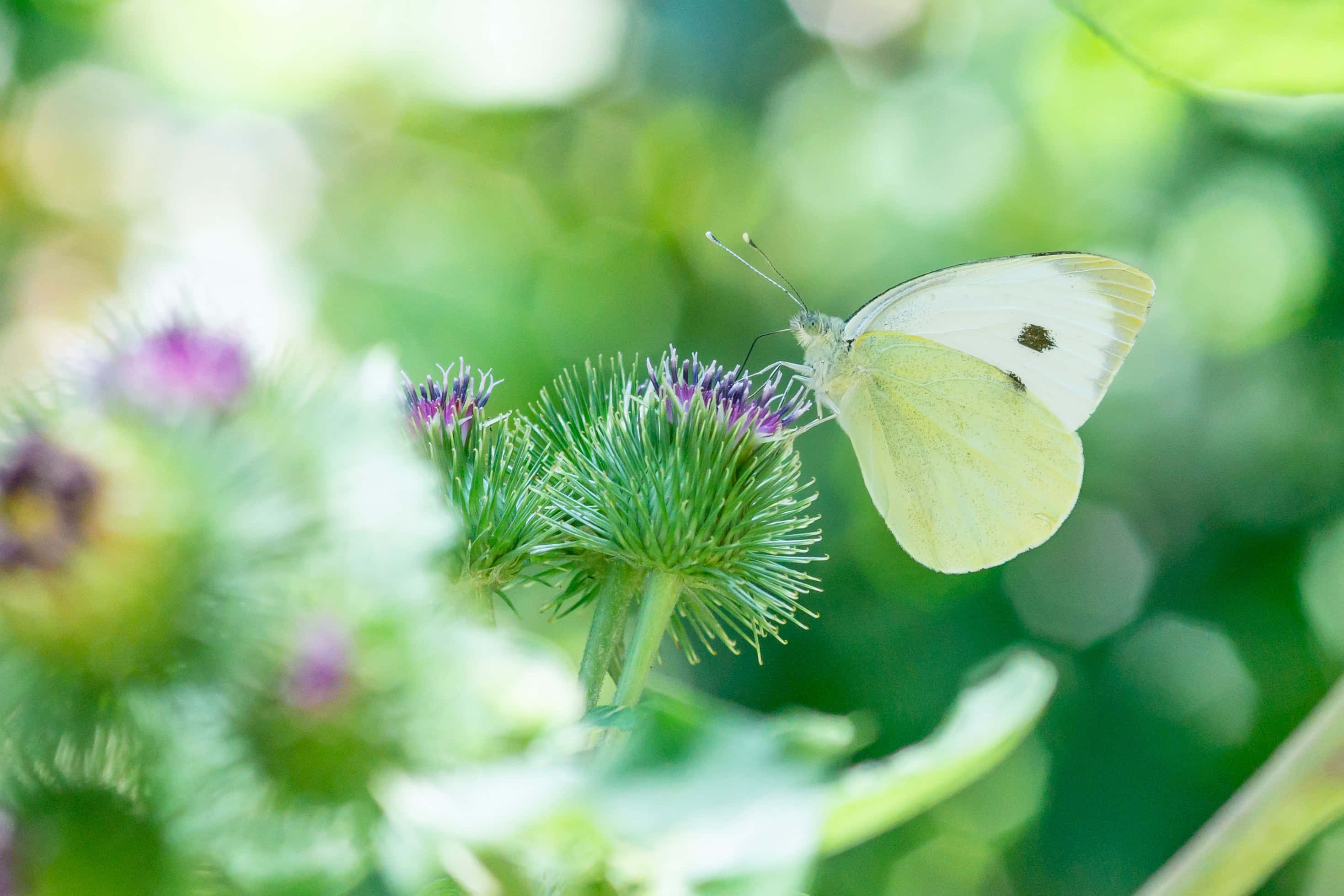 Delicate elegance of a butterfly Picha ya Ukuta