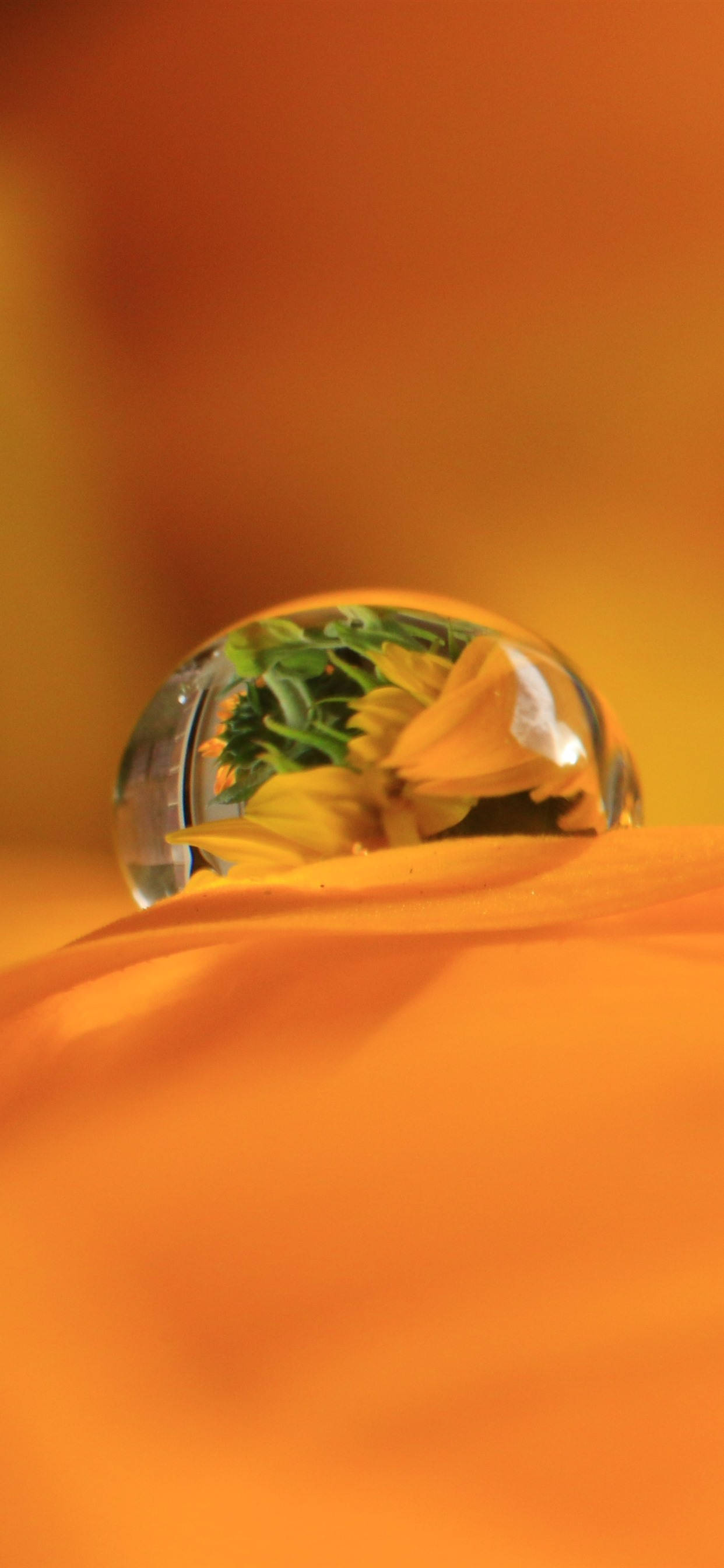 Dewdrop On Orange Petal Picha ya Ukuta