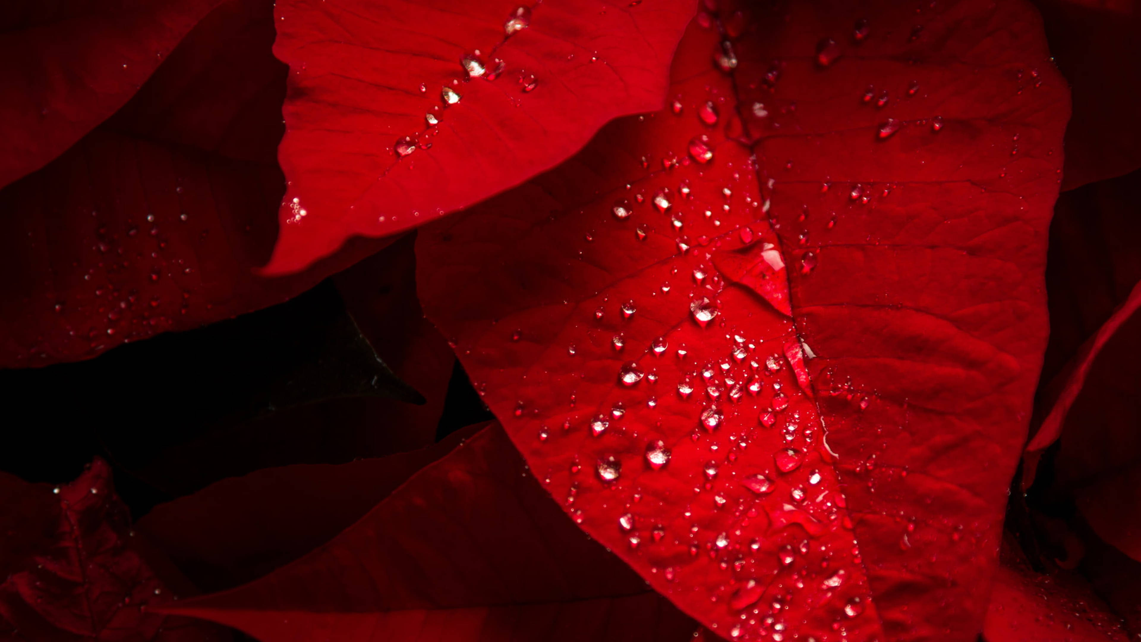 Dewy Poinsettia Bracts Picha ya Ukuta