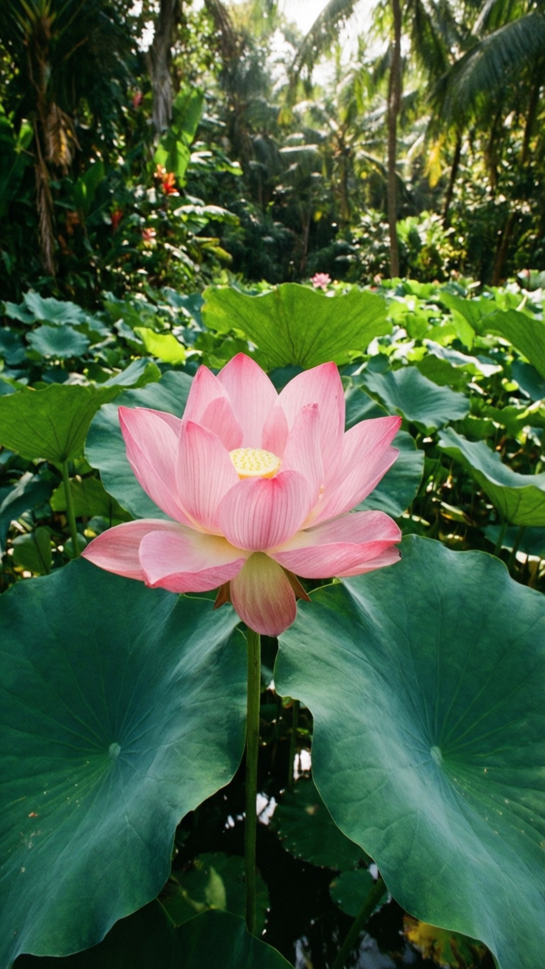 Dimbwi la Maji la Tropiki la Lotus Picha ya Ukuta