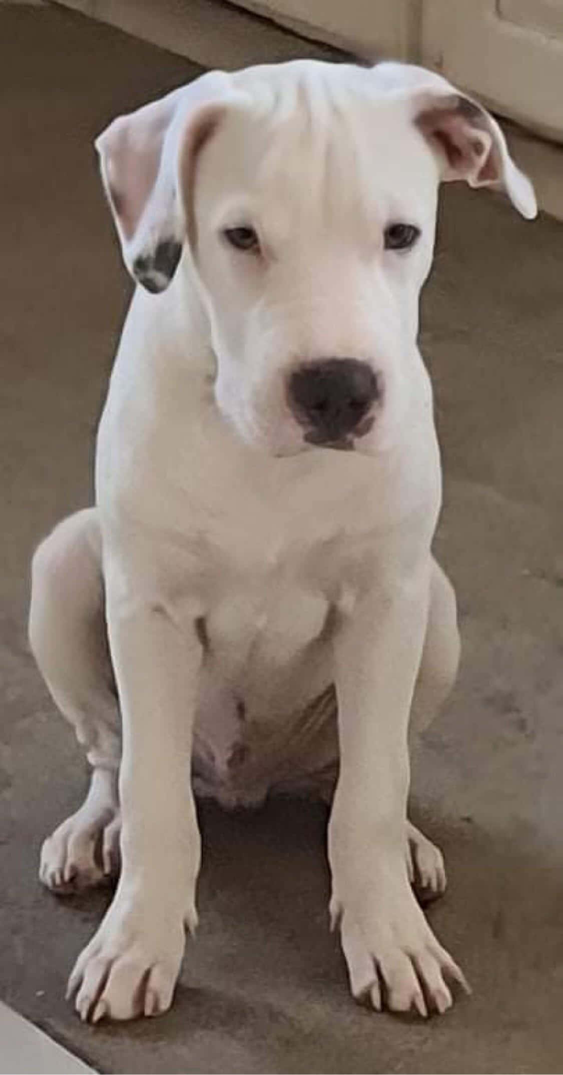 Dogo Argentino Mwenye Utaratibu Anapiga Picha Kwa Ufanisi Picha ya Ukuta
