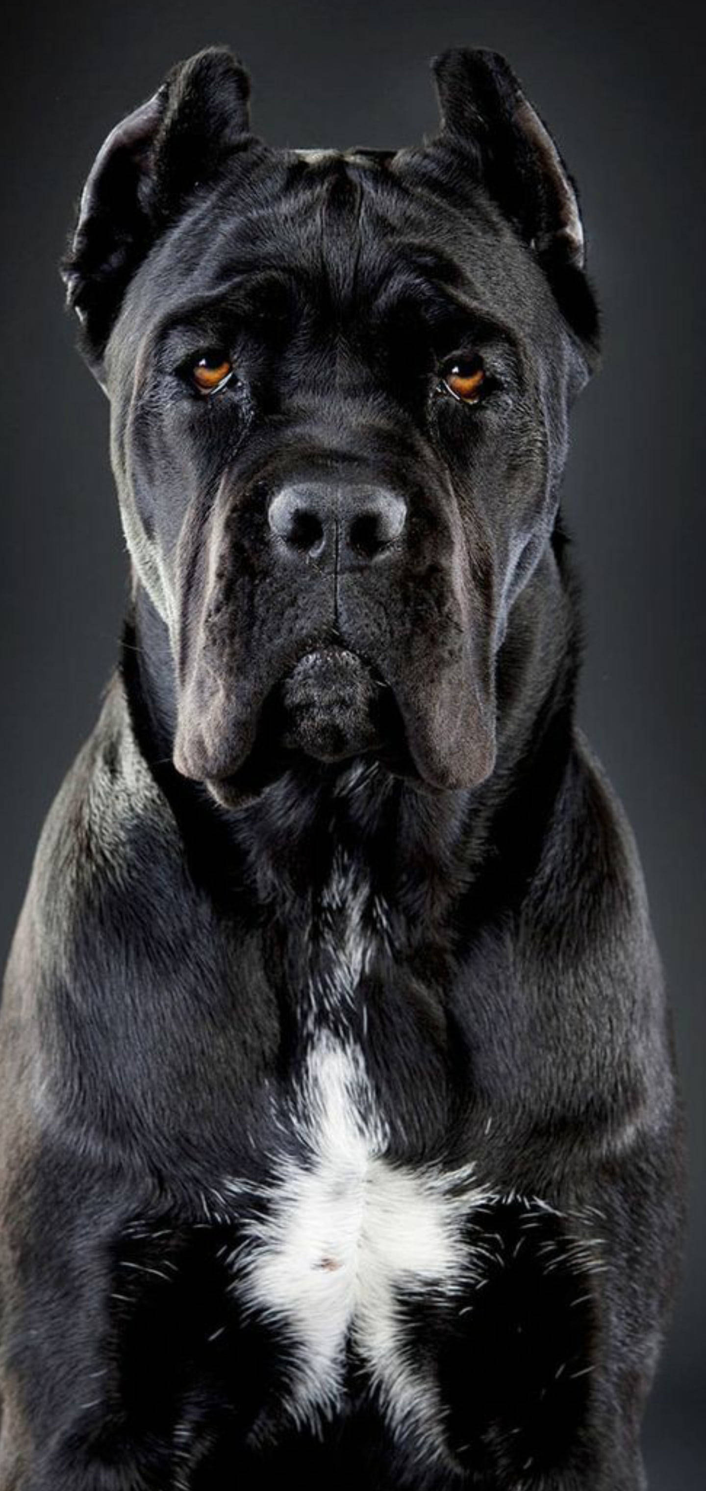 Dogu Cane Corso Mzuri Picha ya Ukuta