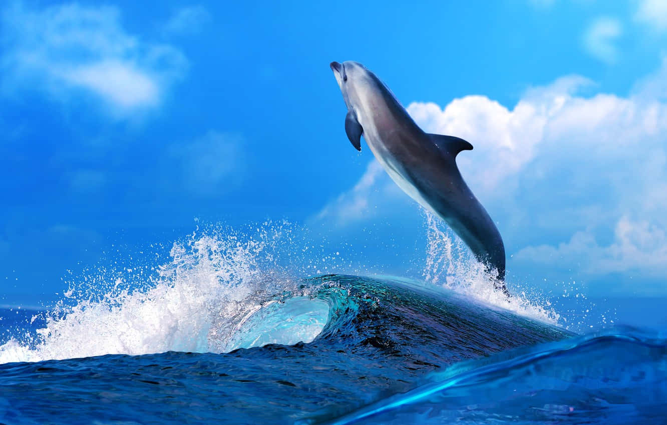 Dolphin Mzuri Mbingu ya Ukuu Picha ya Ukuta